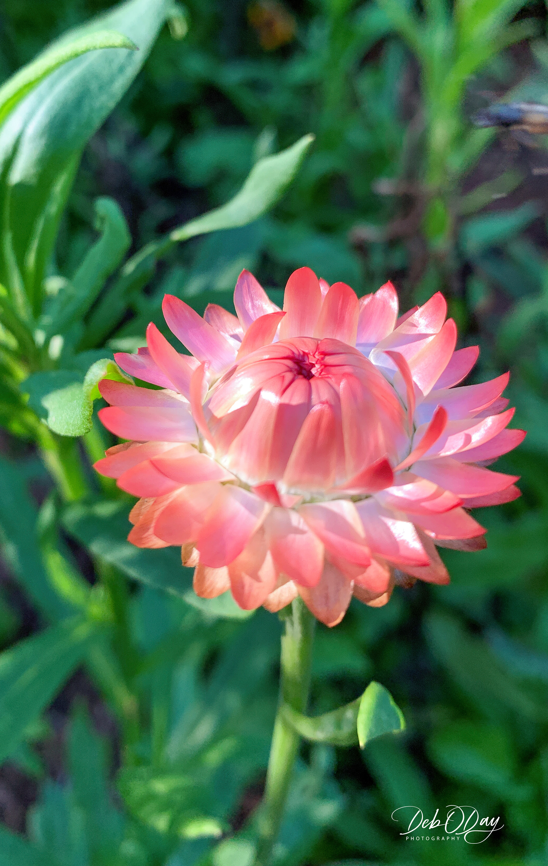 Strawflower
