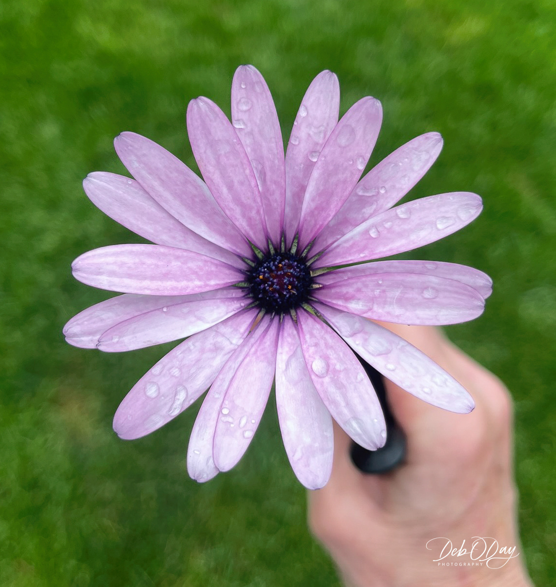 Osteopurnum (African Daisy)