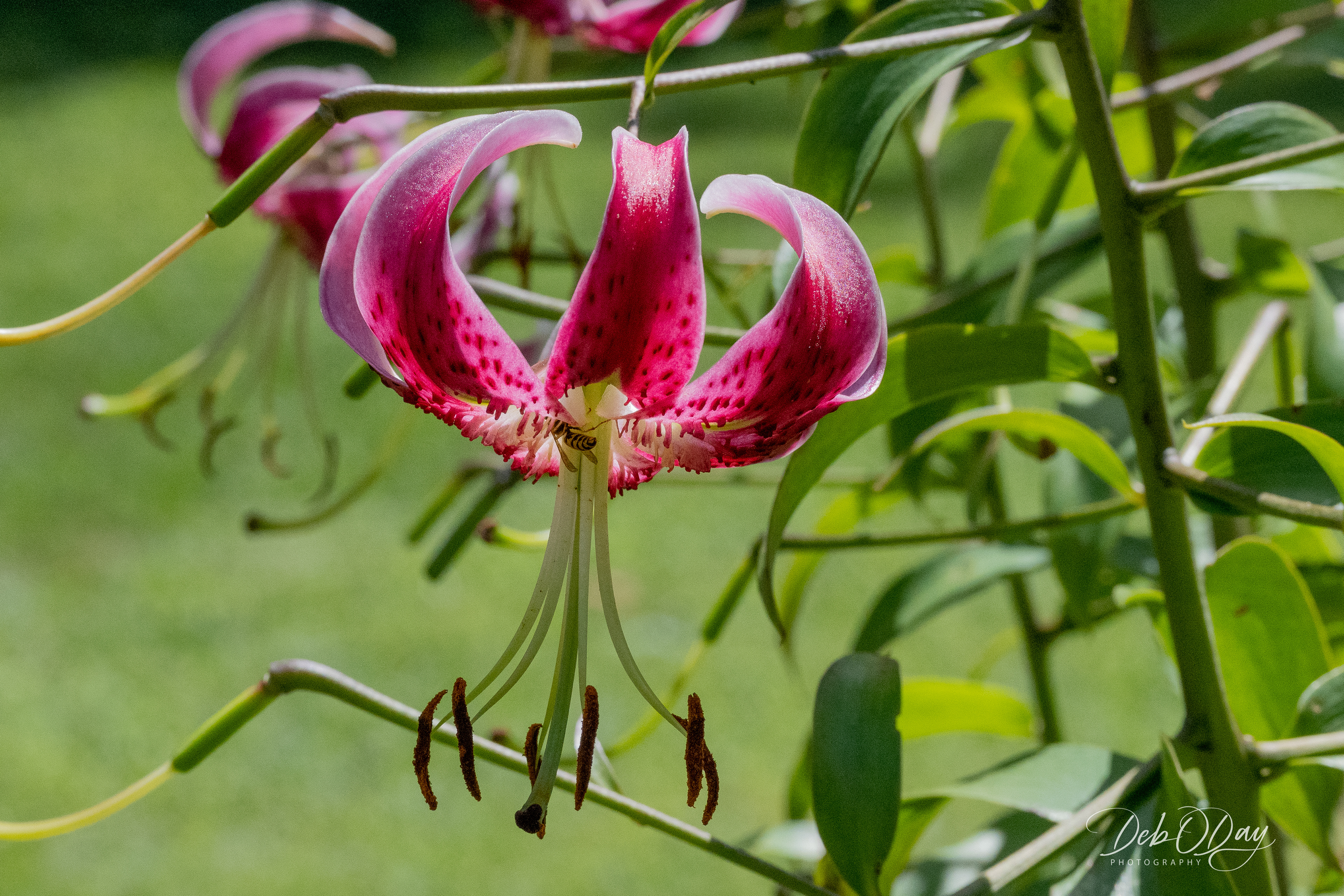 Oriental Lily Black Beauty