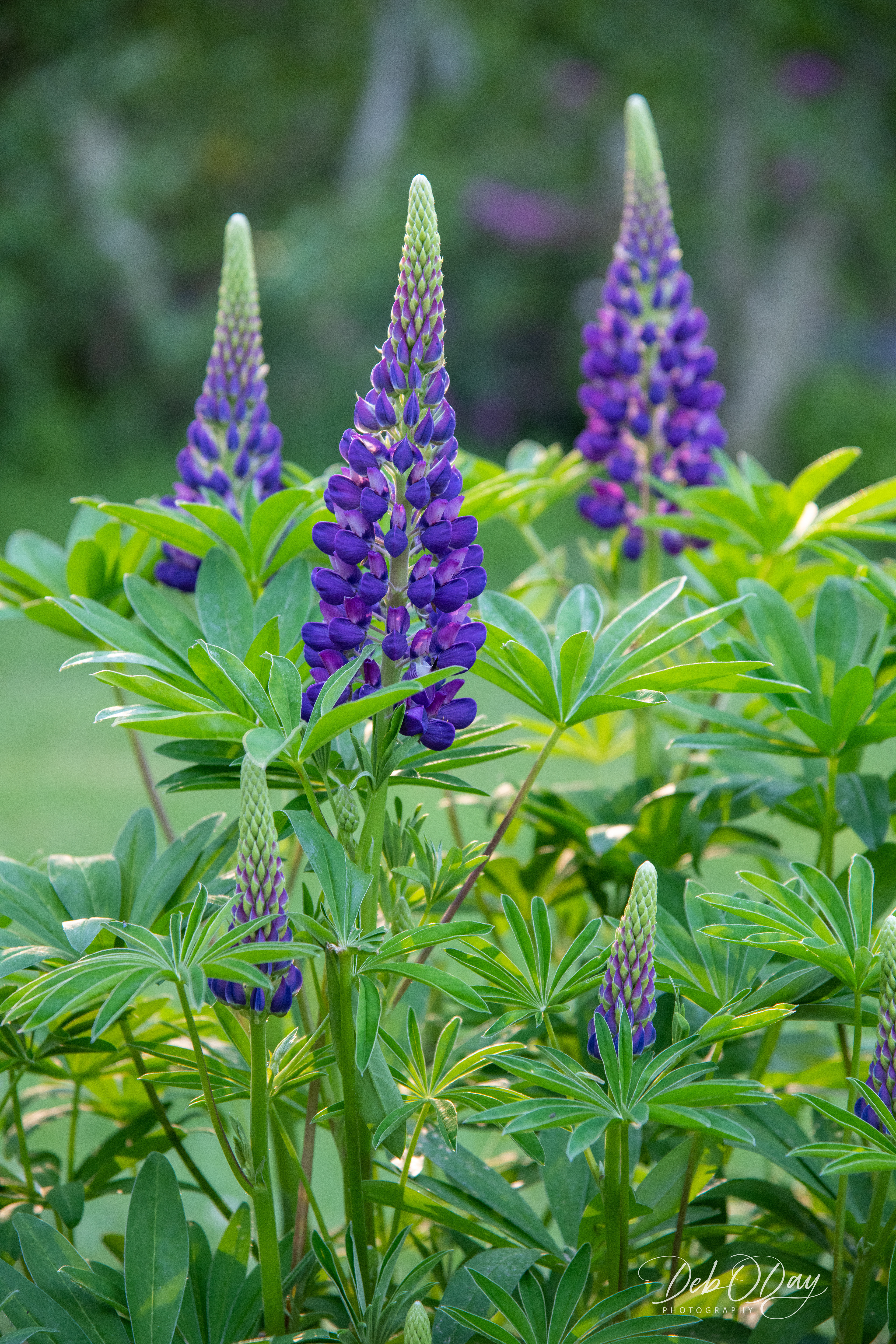 Lupine