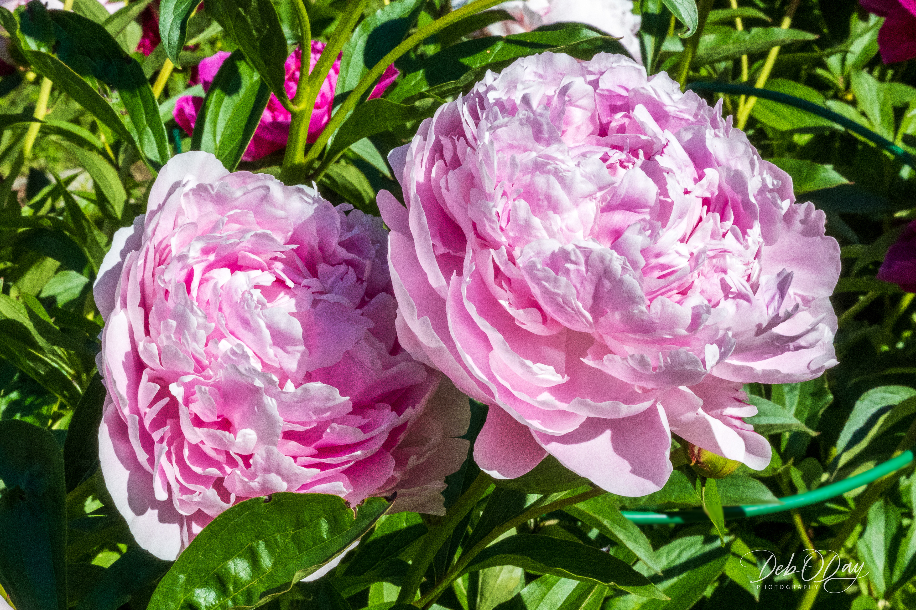 Peony