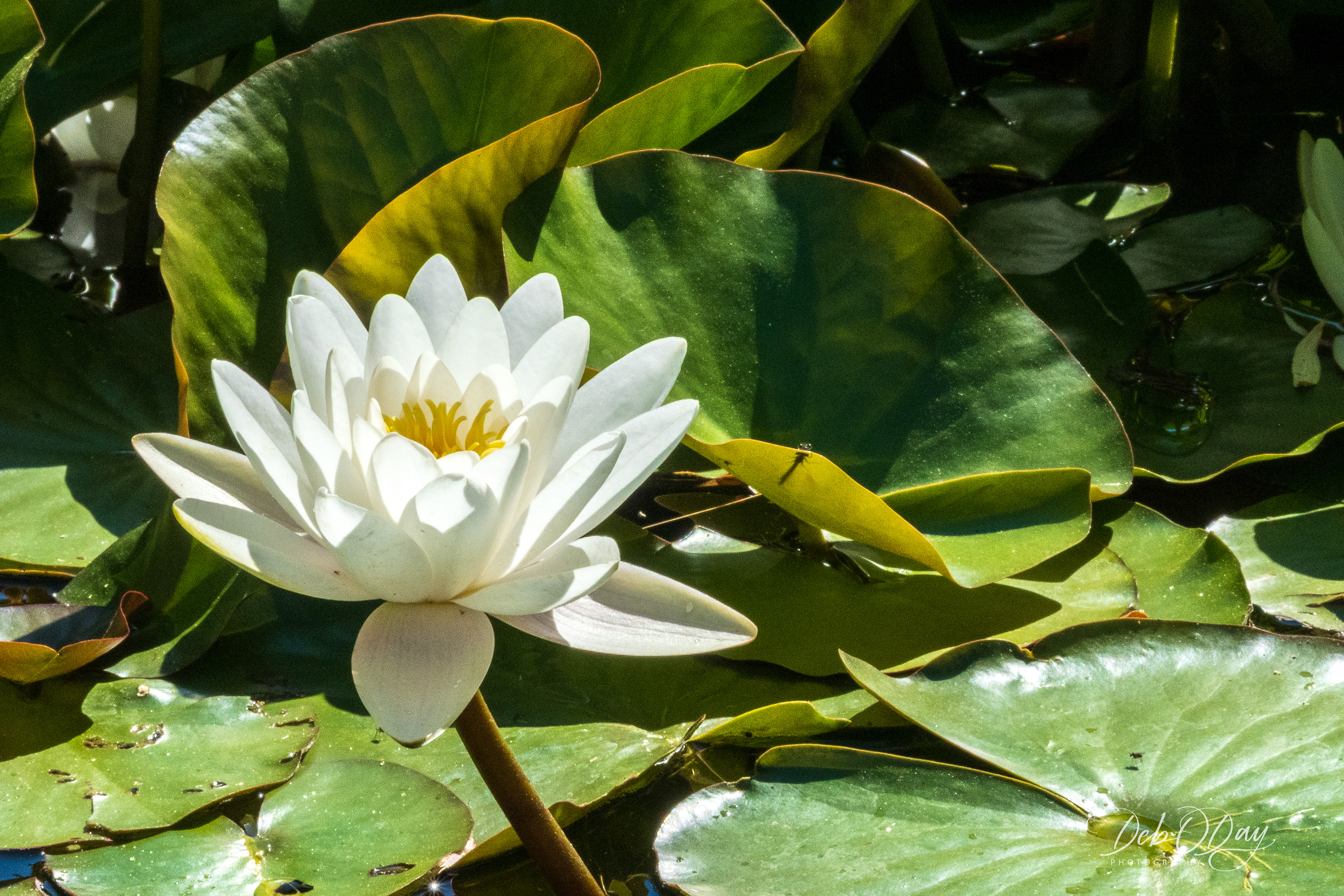 Water Lily