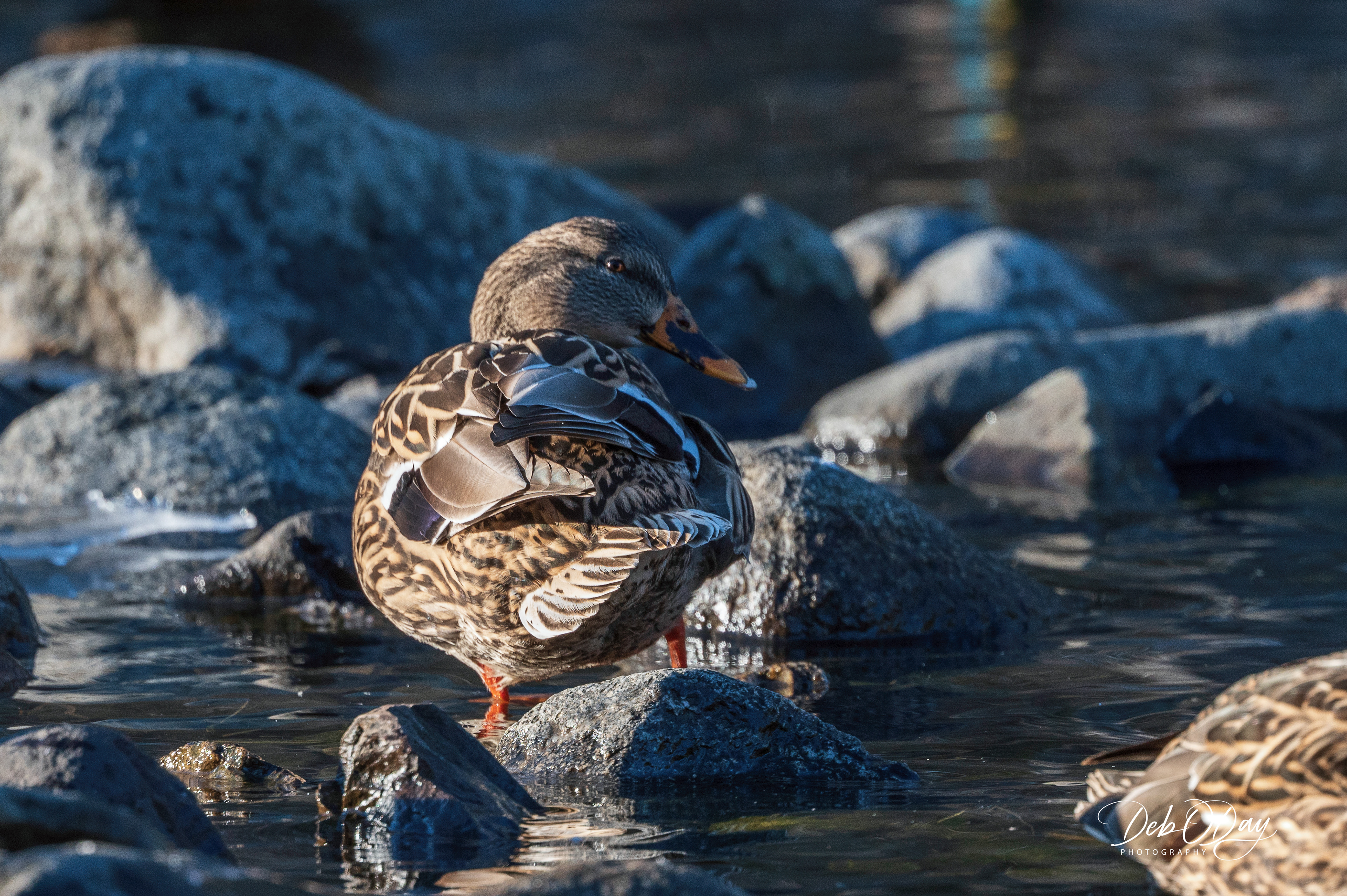 MALLARD ©2022