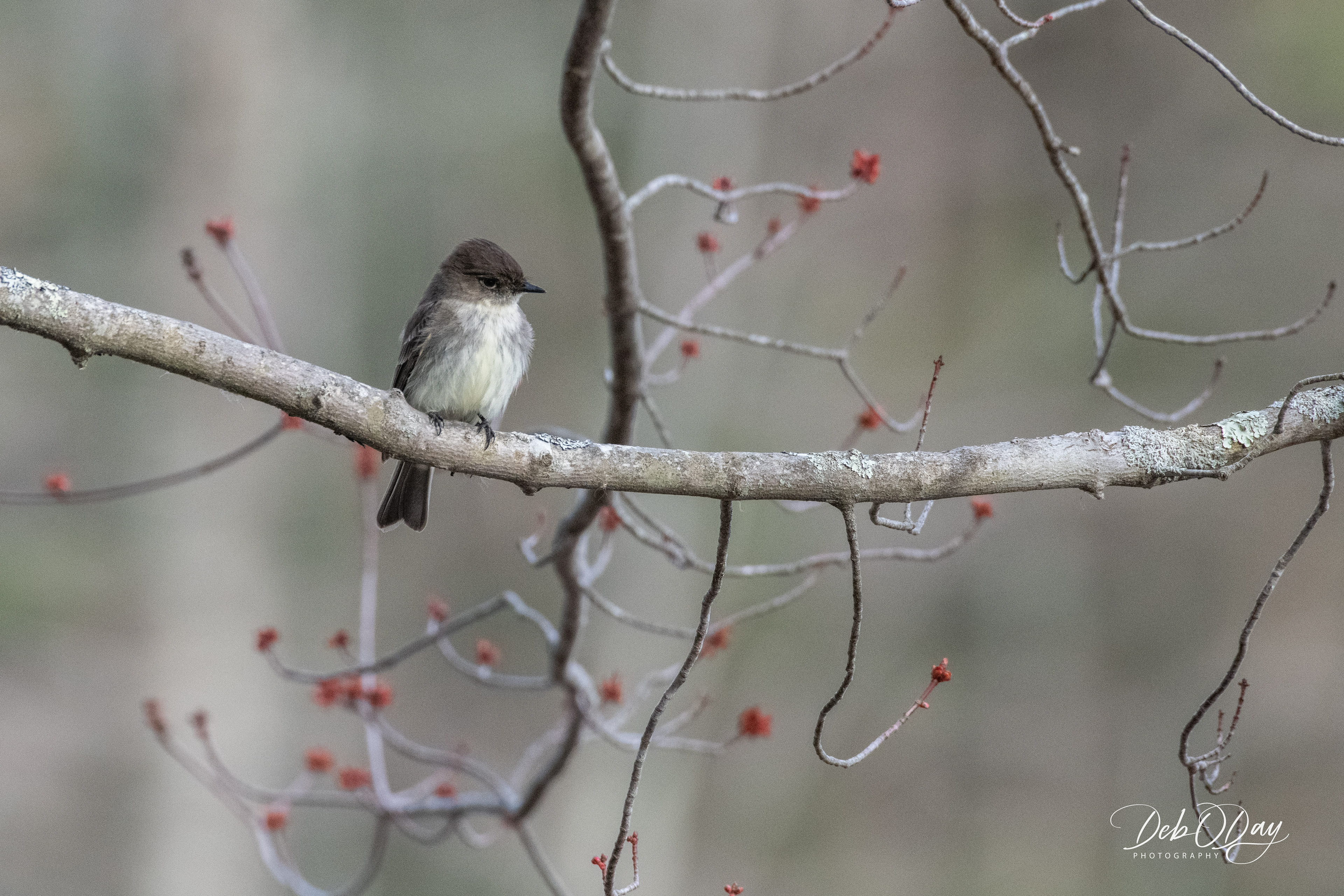 Phoebe Phoebe (not a typo)