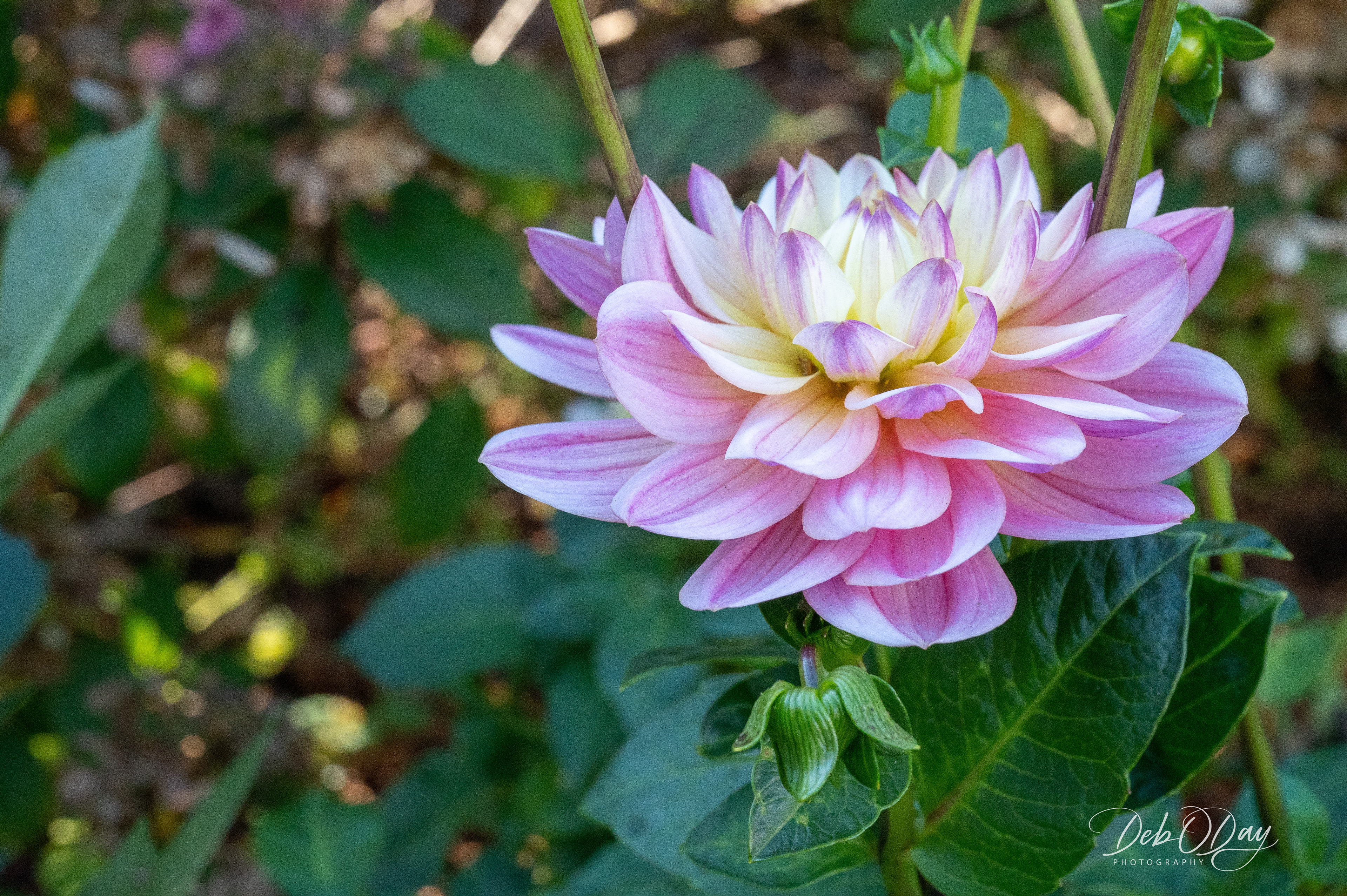 Dahlia