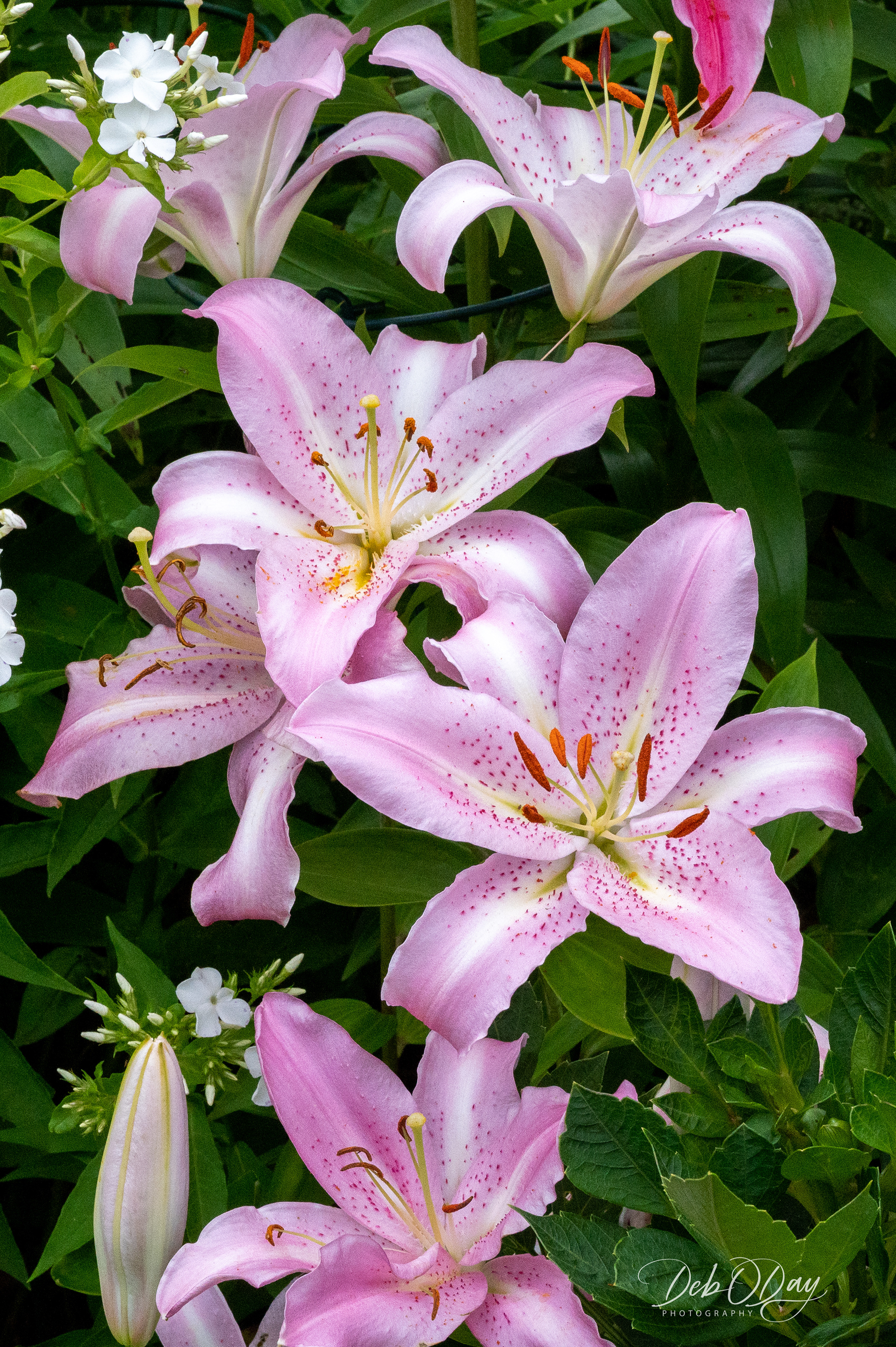 Oriental Lily