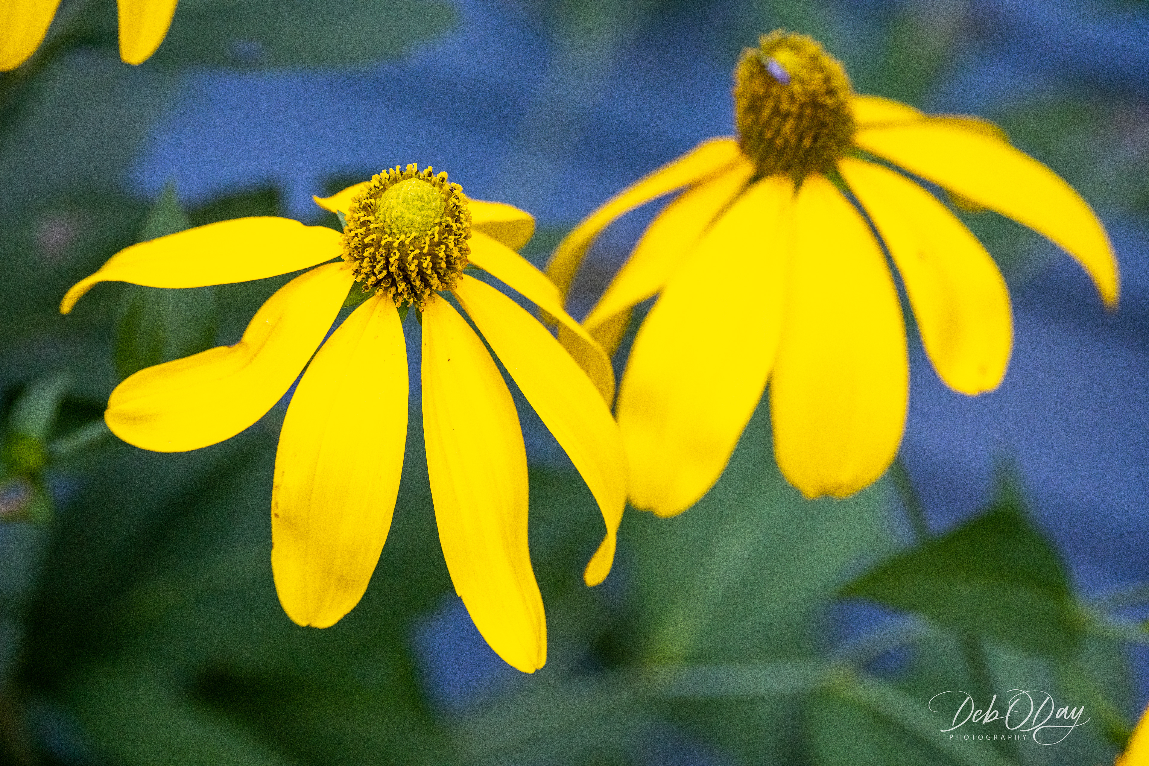 Coneflower