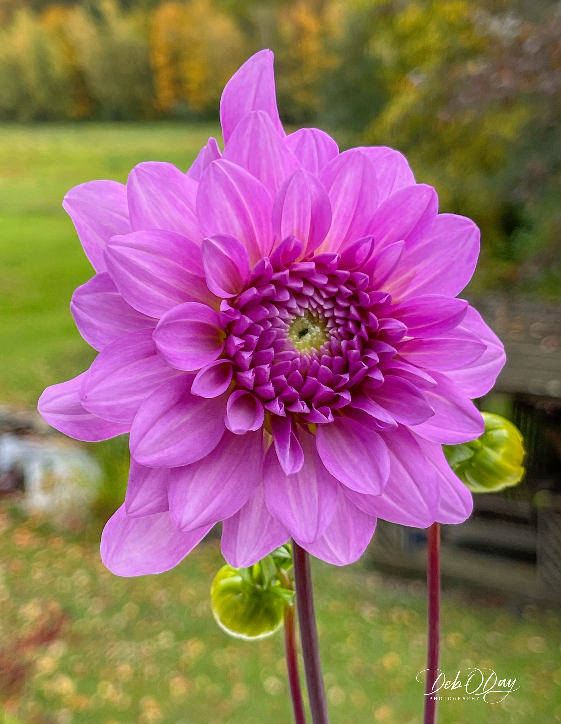 Dahlia Prospero