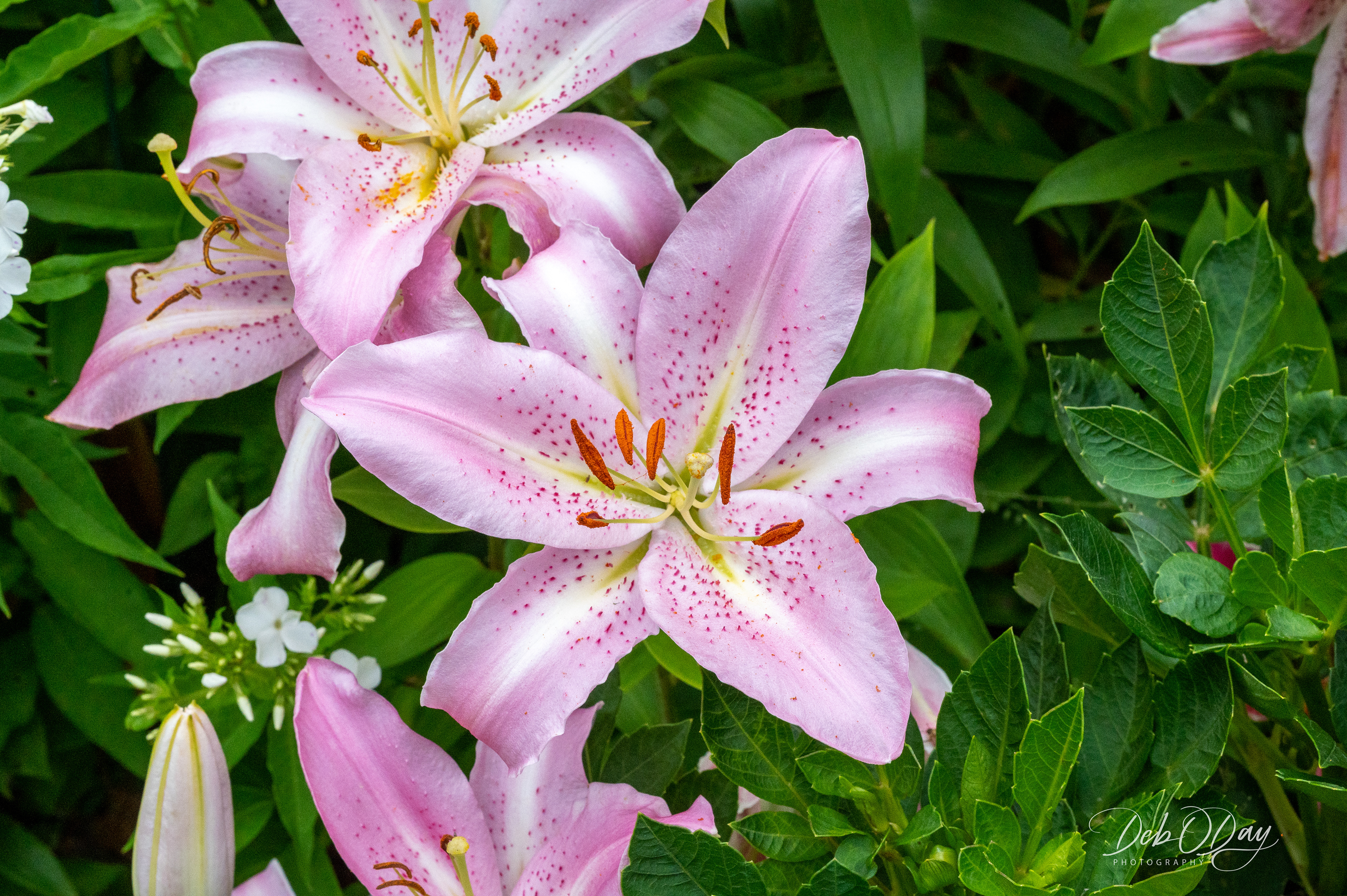 Oriental Lily
