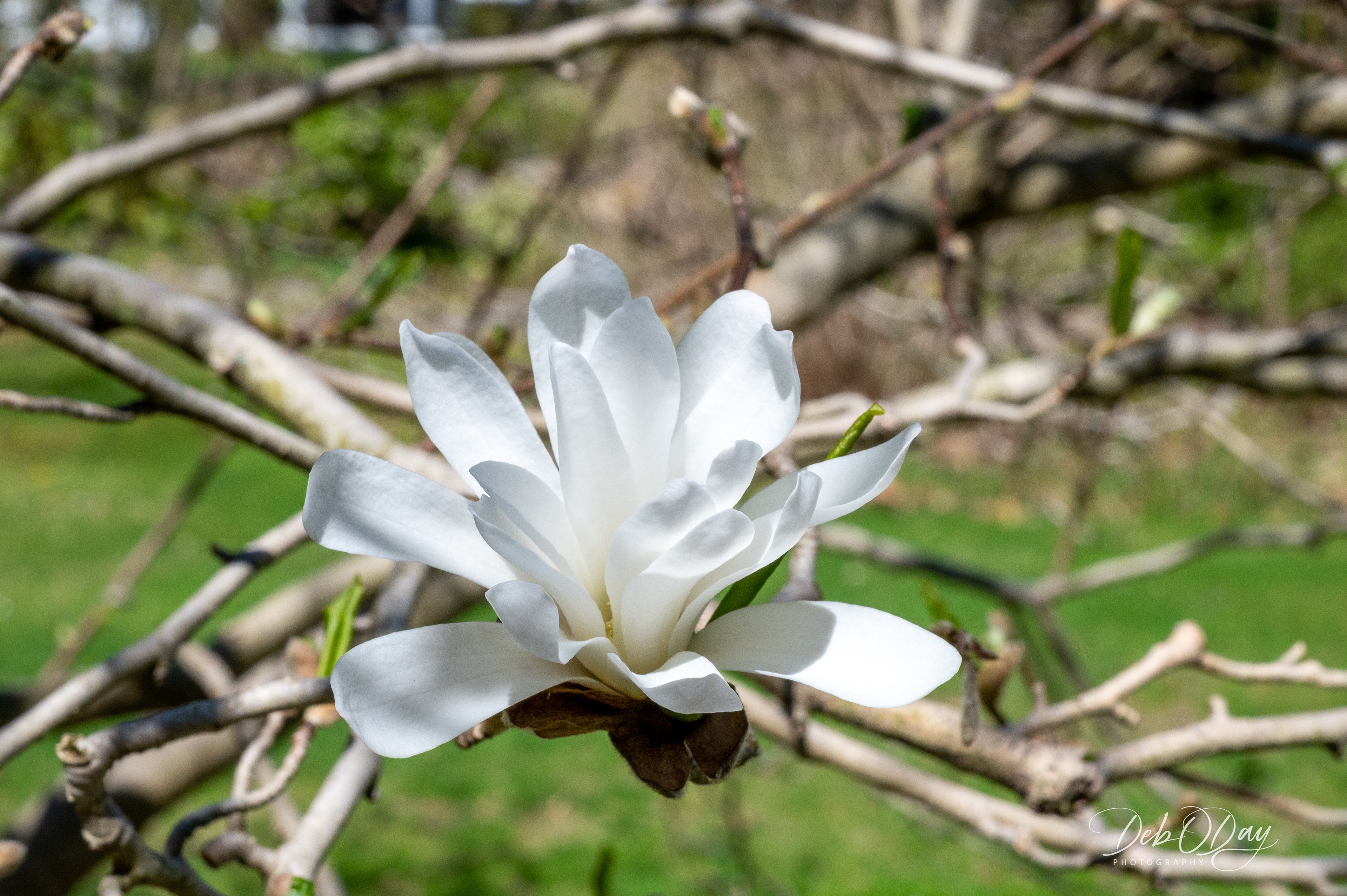Magnolia