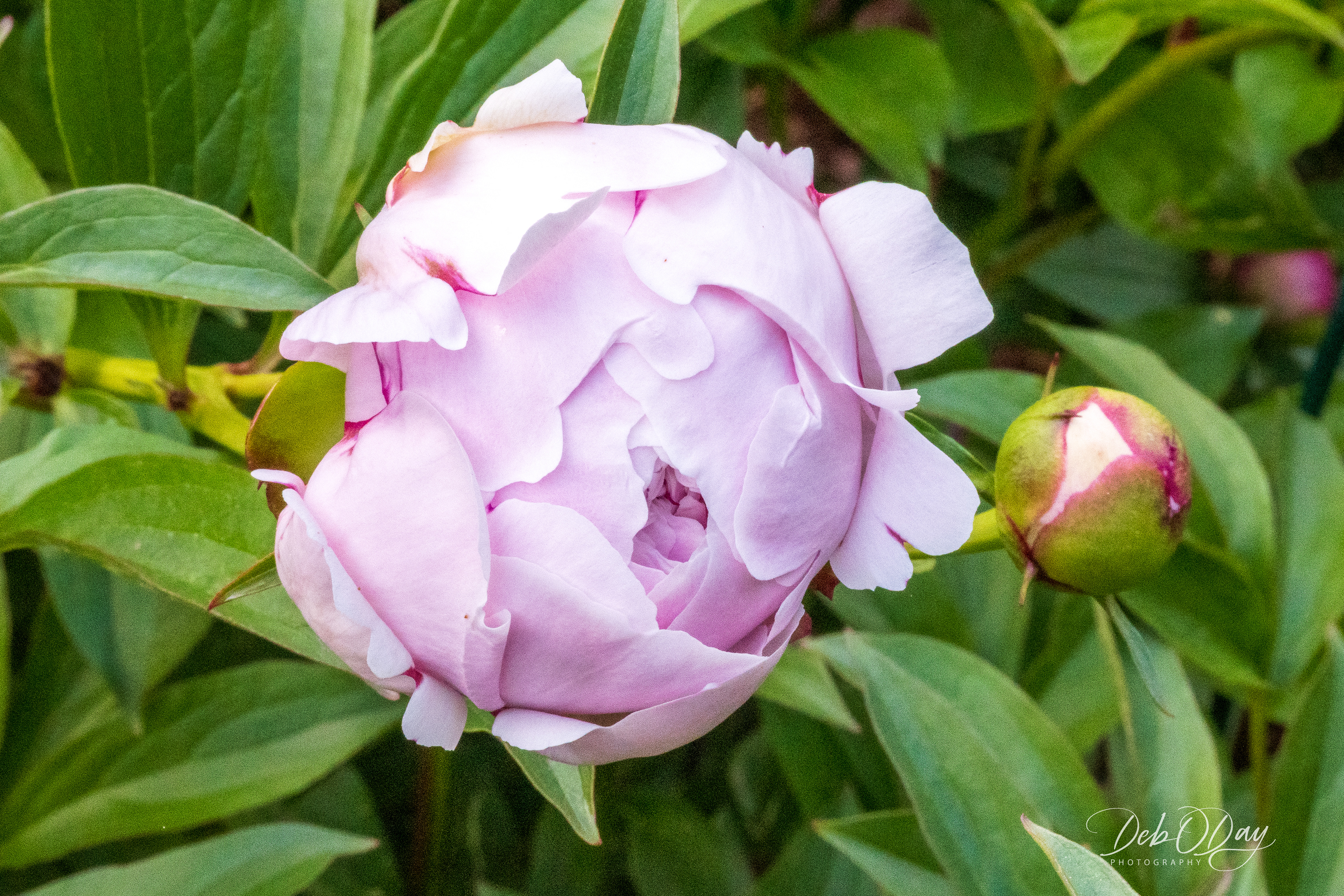 Peony