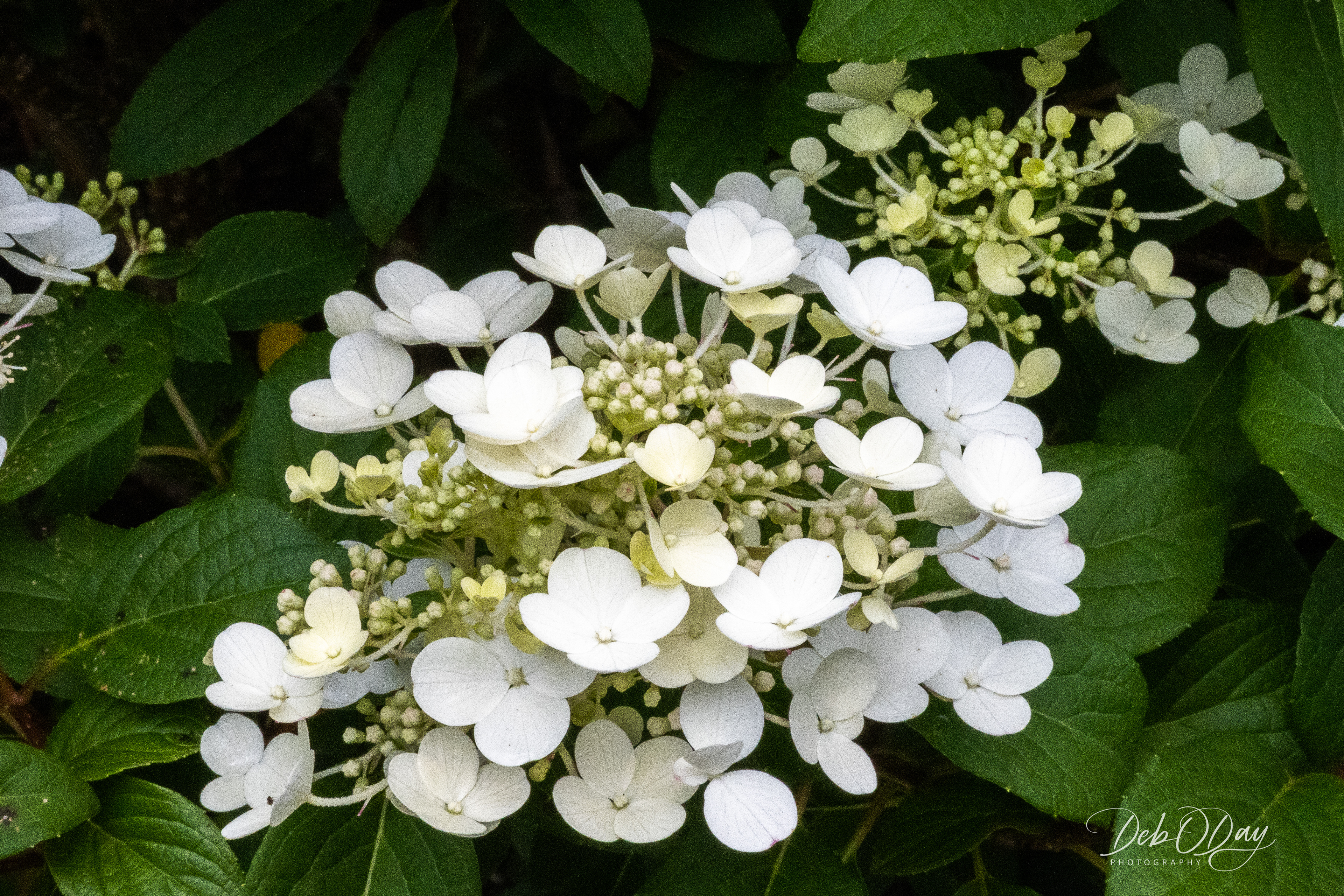 Hydranger - (Fire Light Spring)