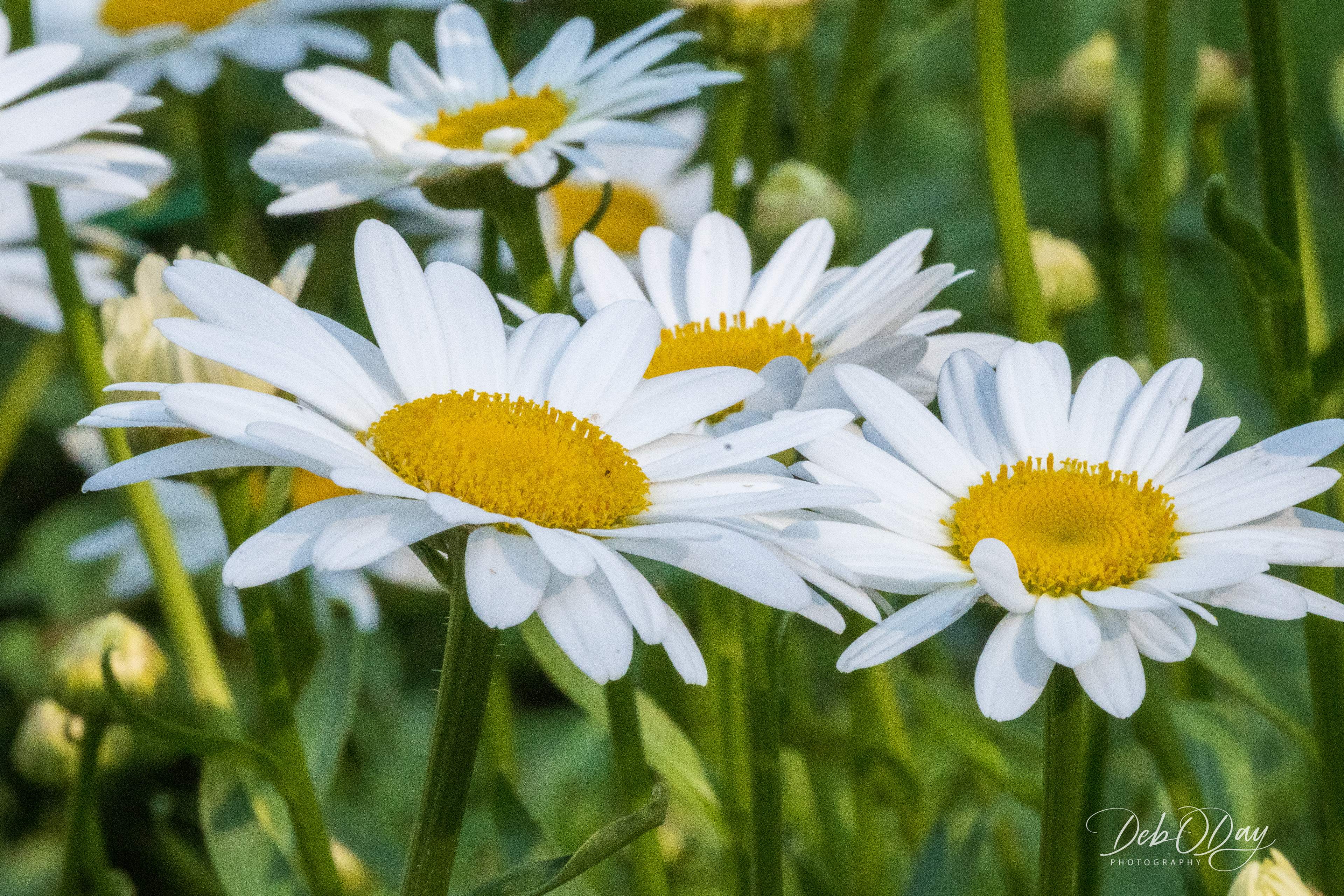 Montauk Daisy