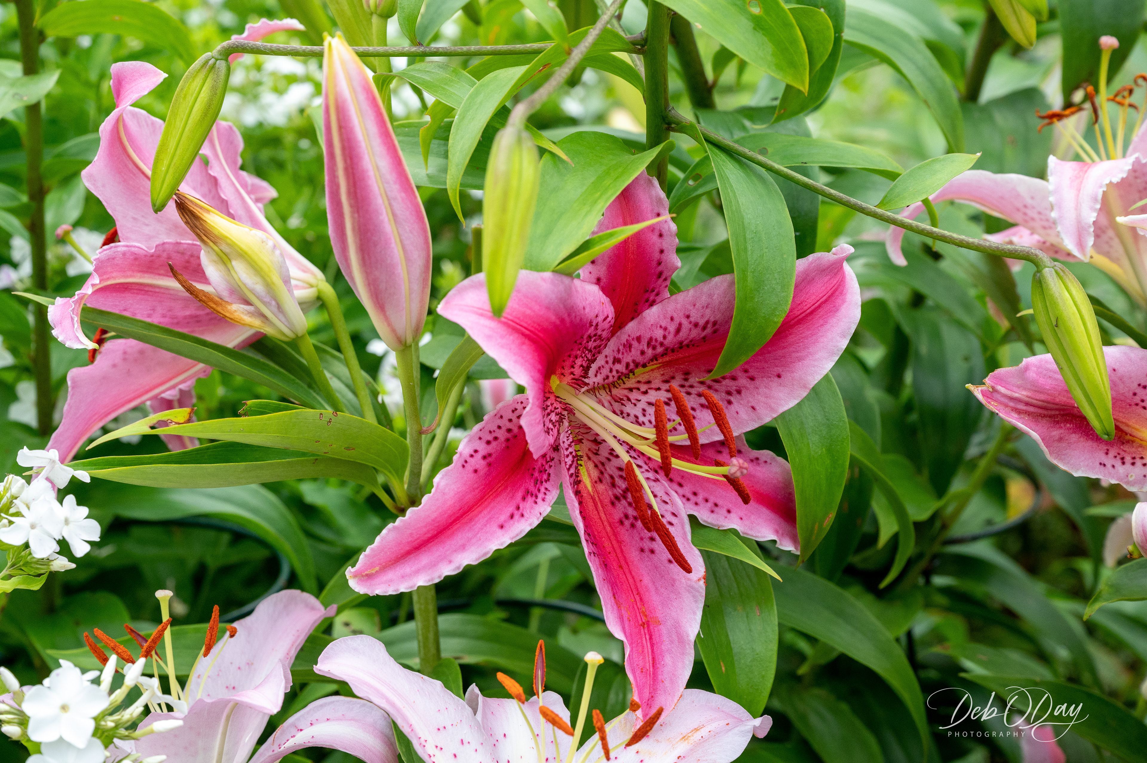 Oriental Lily
