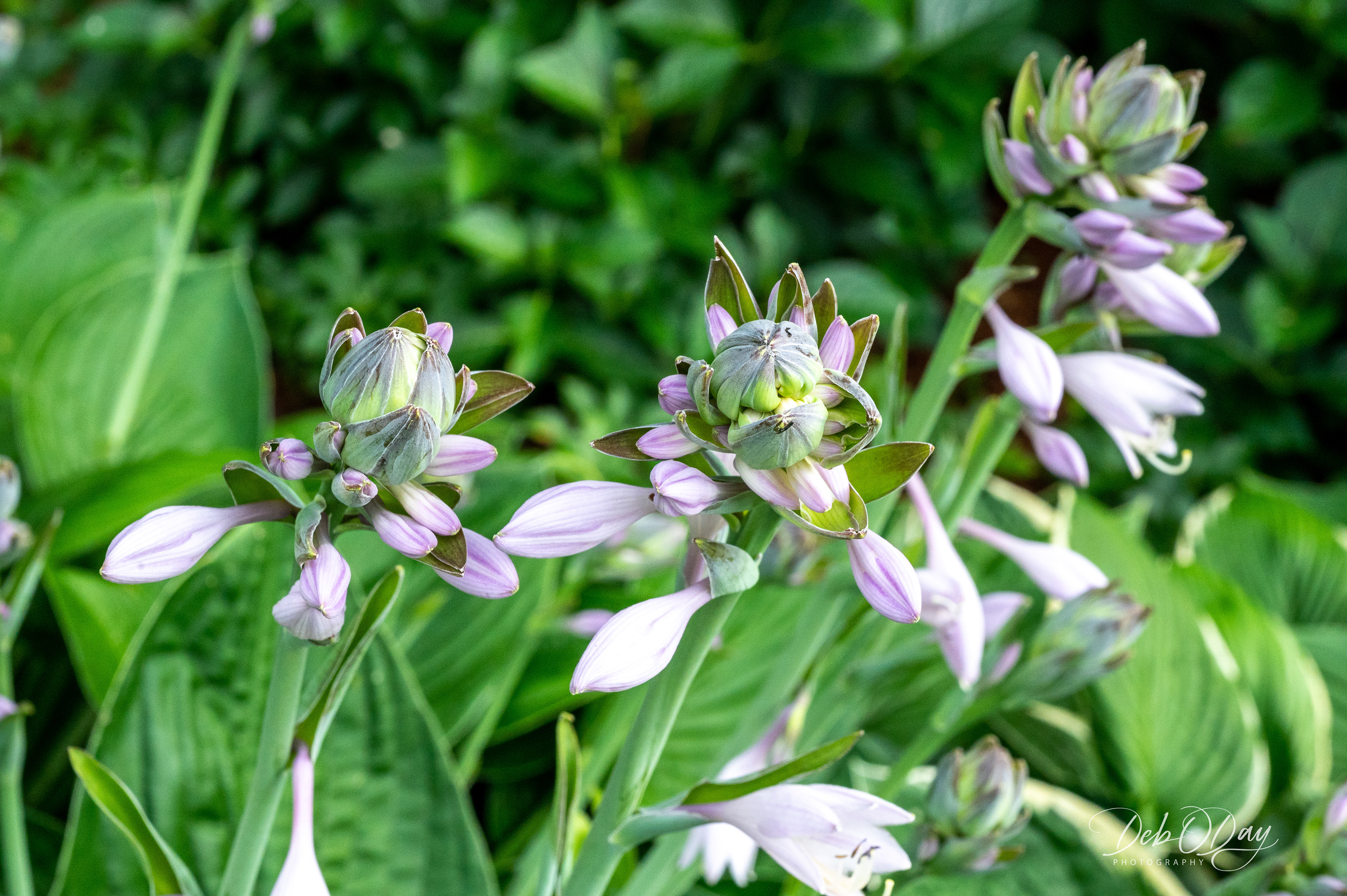 Hosta