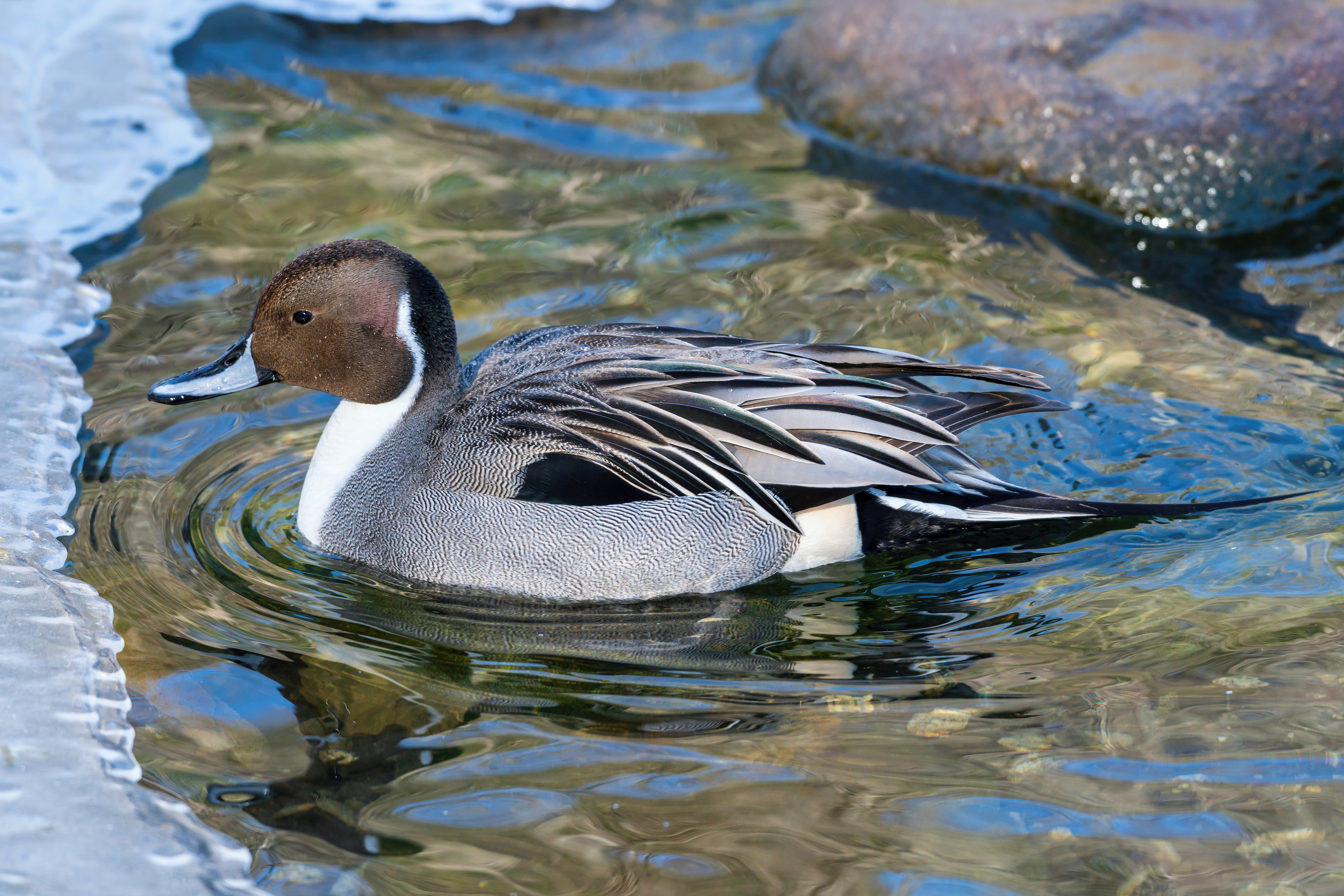 PINTAIL ©2020
