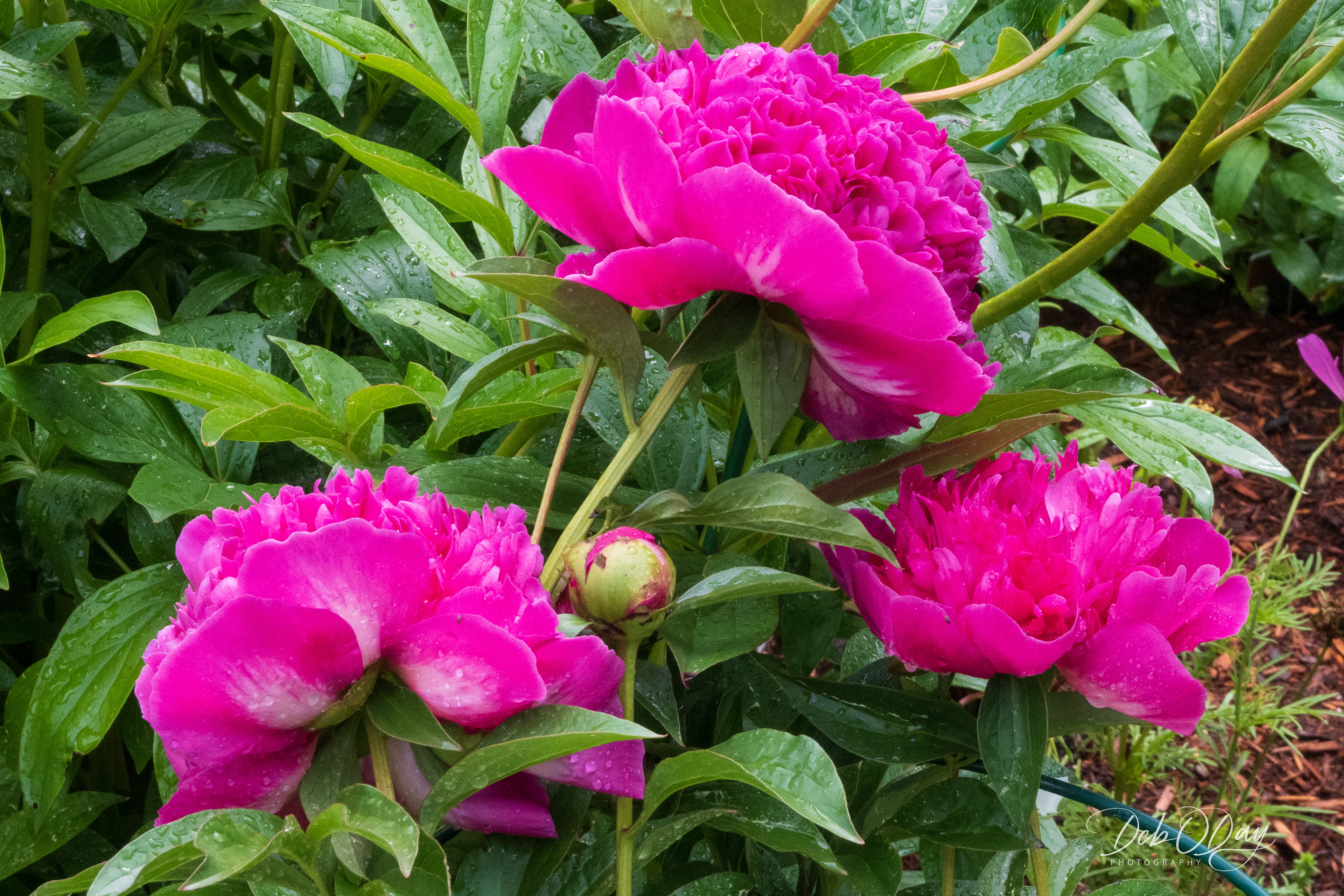Peonies