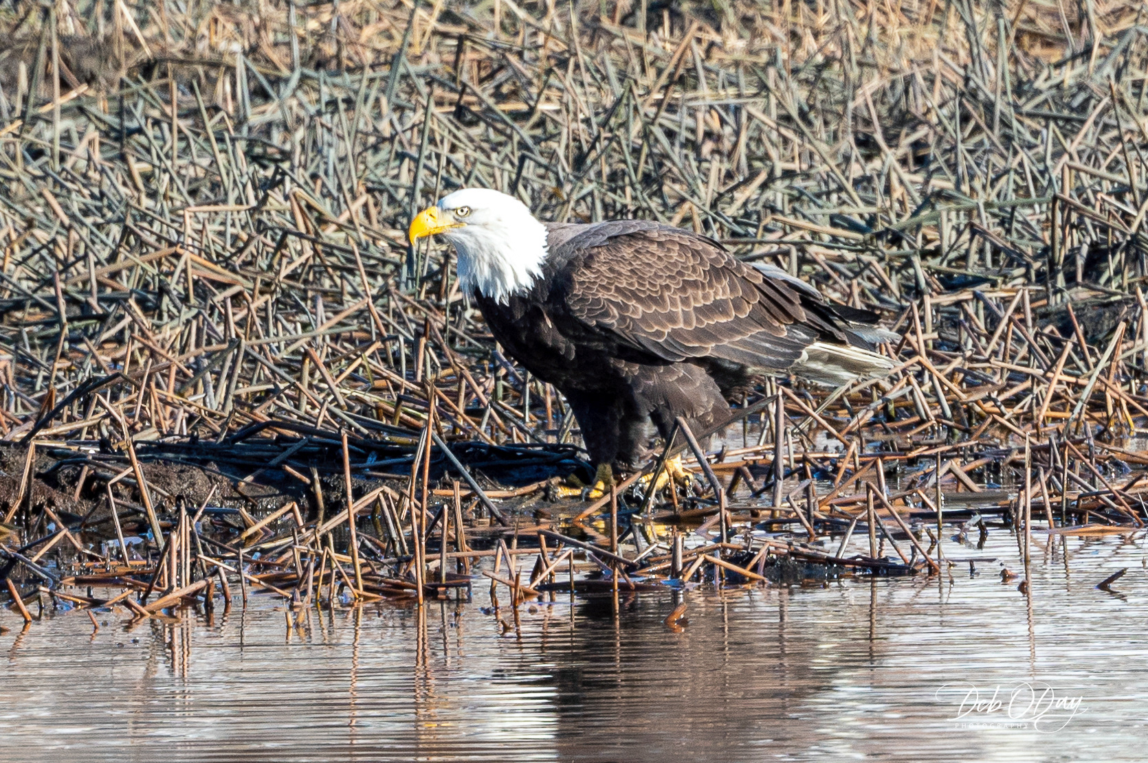 BALD EAGLE  ©2023