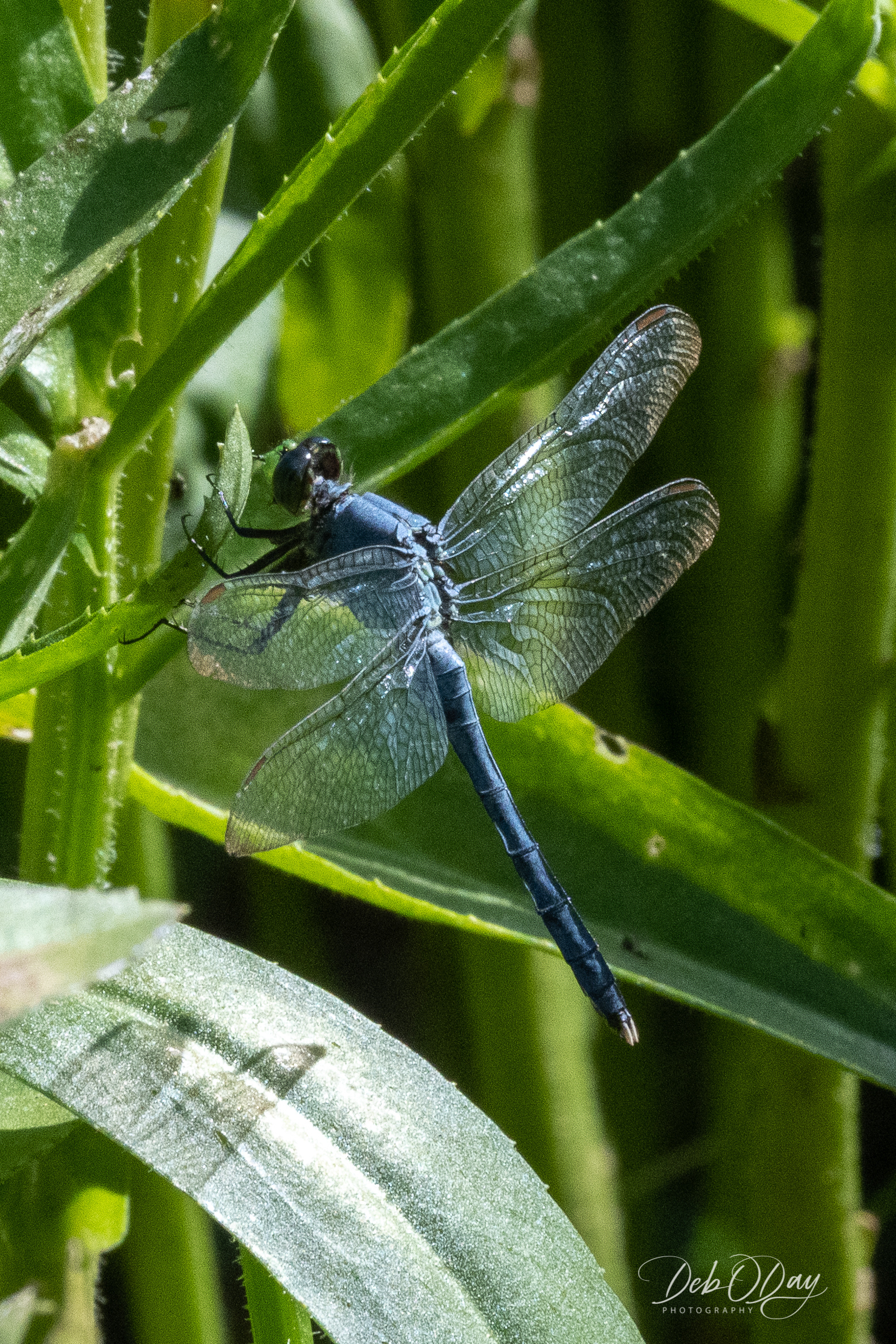 Dragonfly