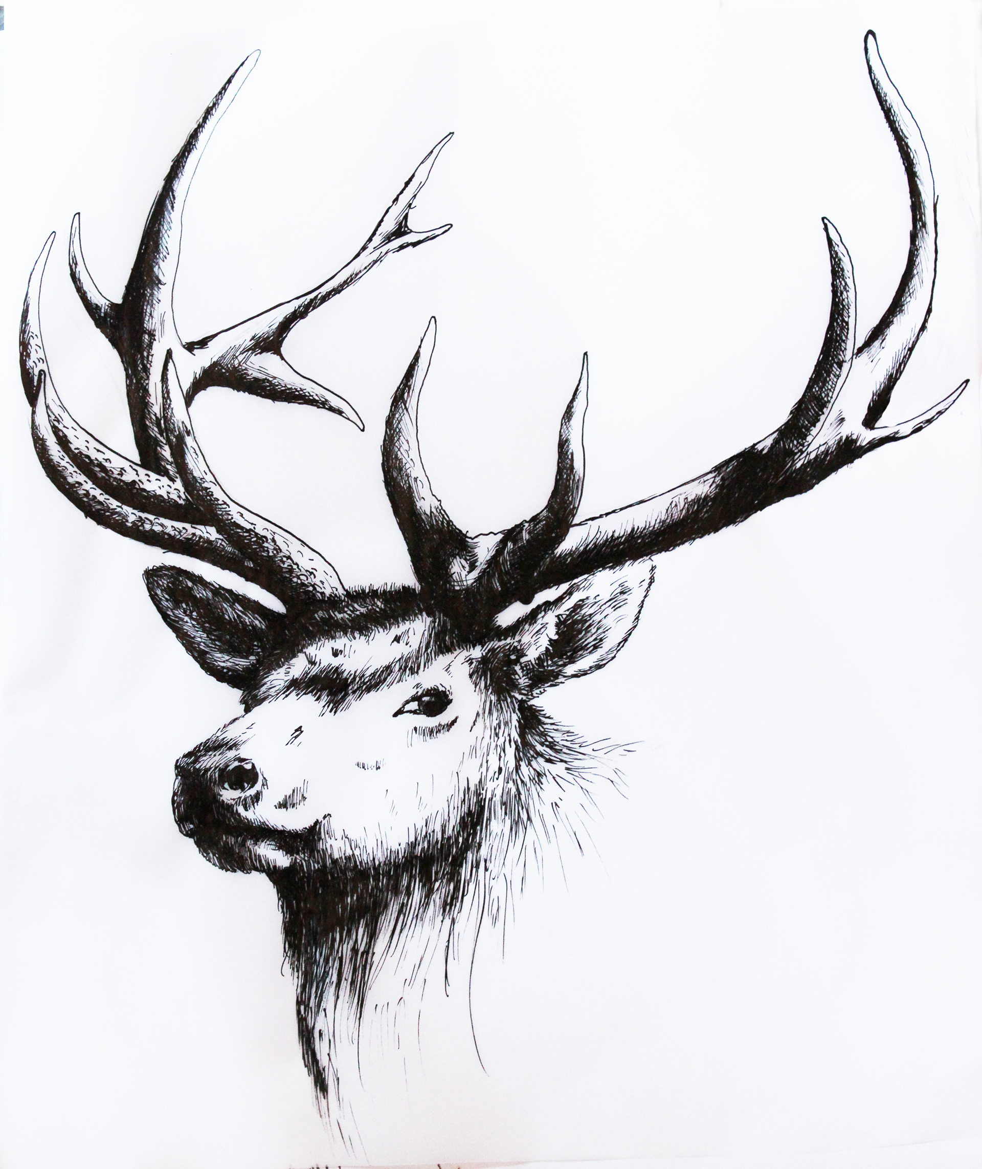 Plume et encre de chine / Chinese ink