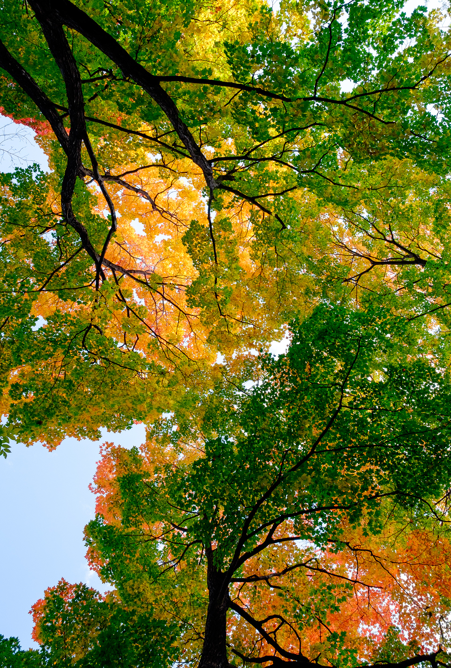 Happy Lungs. A sweet fall day in Montreal. On the traditional territory of the Kanienʼkehá꞉ka (Mohawk) Nation of the Haudenosaunee Confederacy.