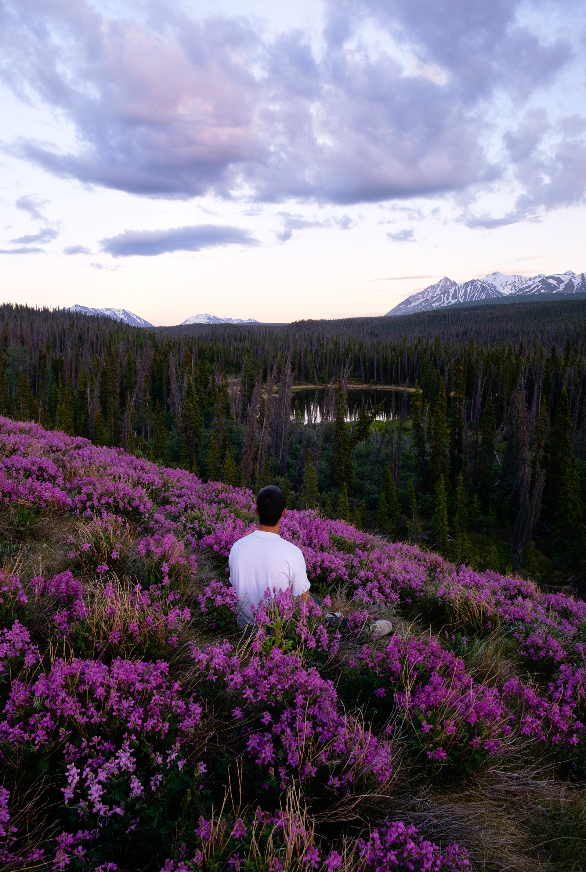 In Place. A black bear joined me in the flower patch soon after this pic was taken. On the Traditional Territory of the Champagne and Aishihik First Nations.
