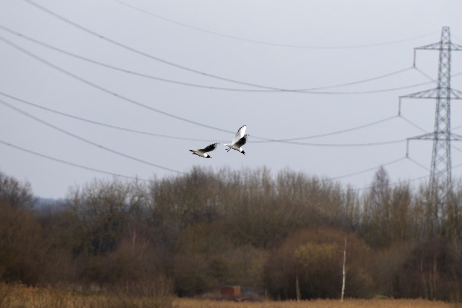Black Headed Gulls chasing each other