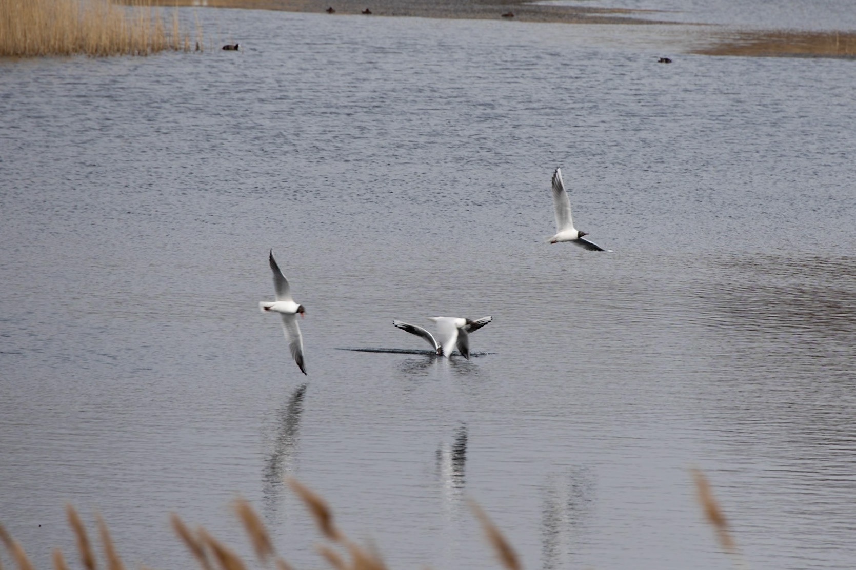 Black Headed Gulls chasing