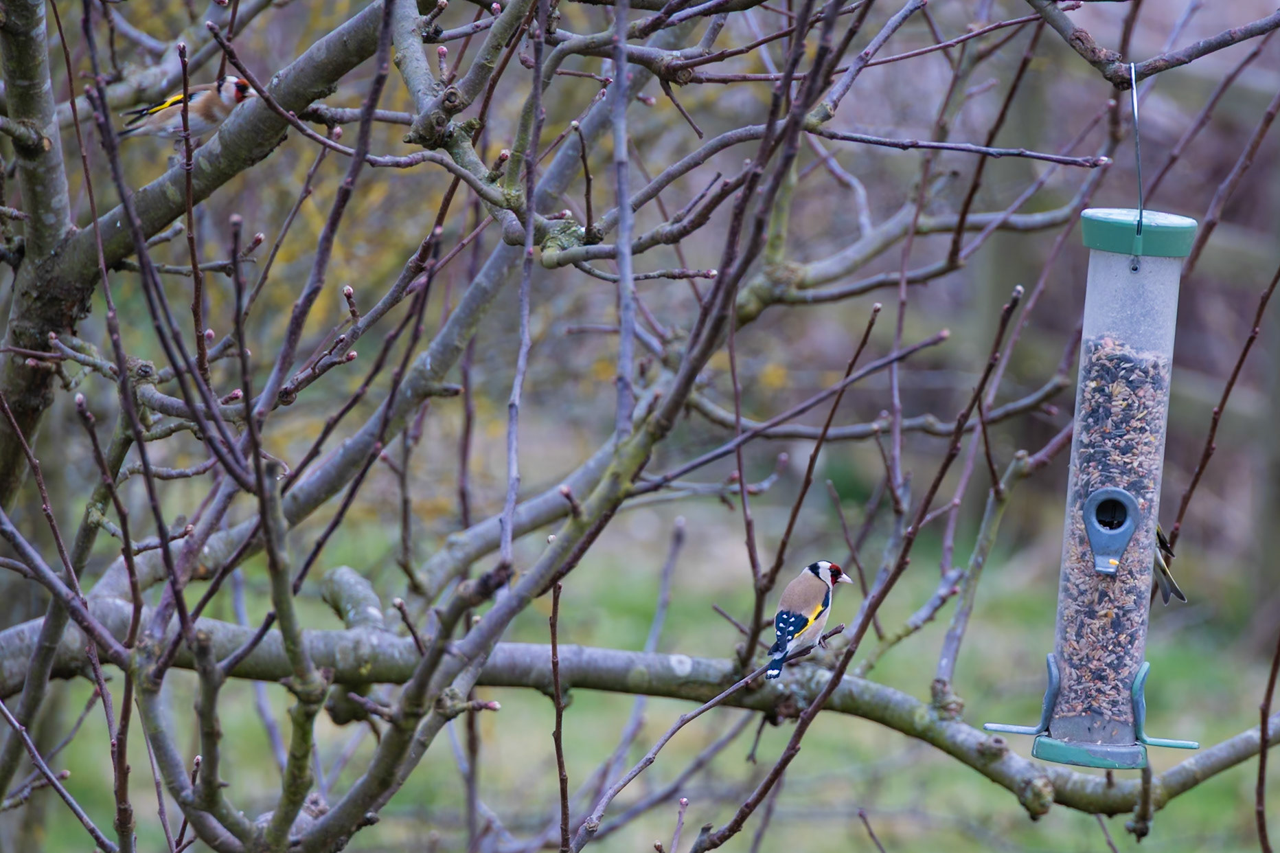 Goldfinch by a feeder