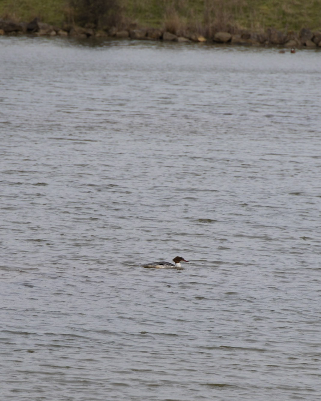 Female Goosander