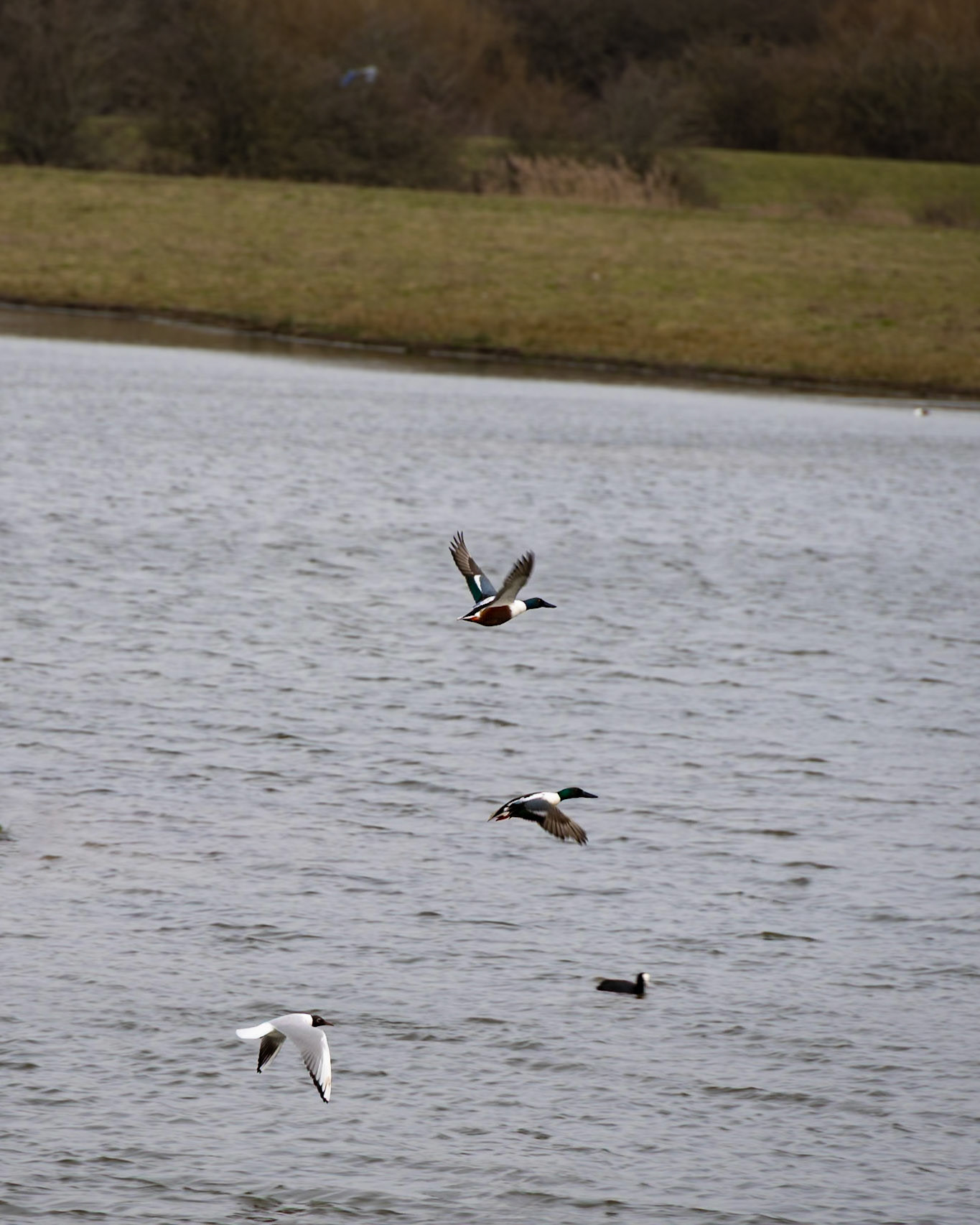 Shoveller in flight with a Coot and a Black Headed Gull