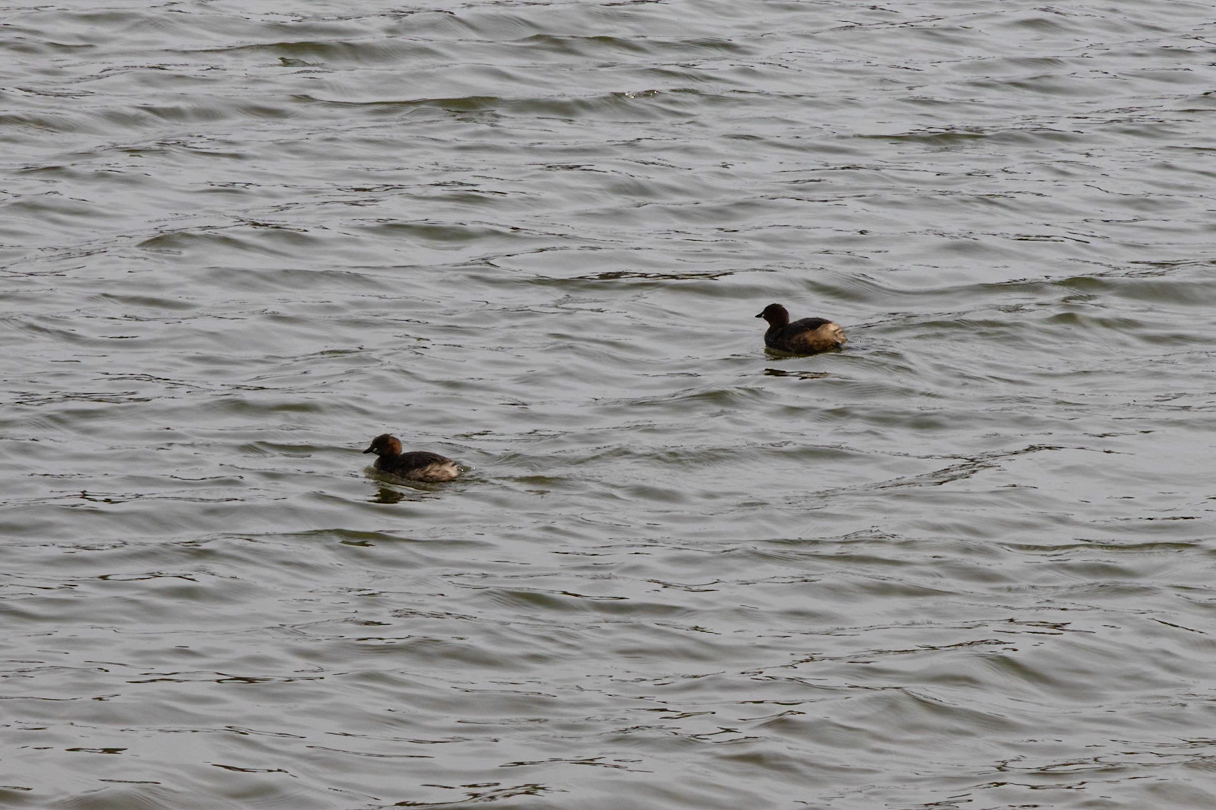 Two Little Grebe