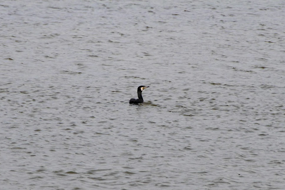 Cormorant