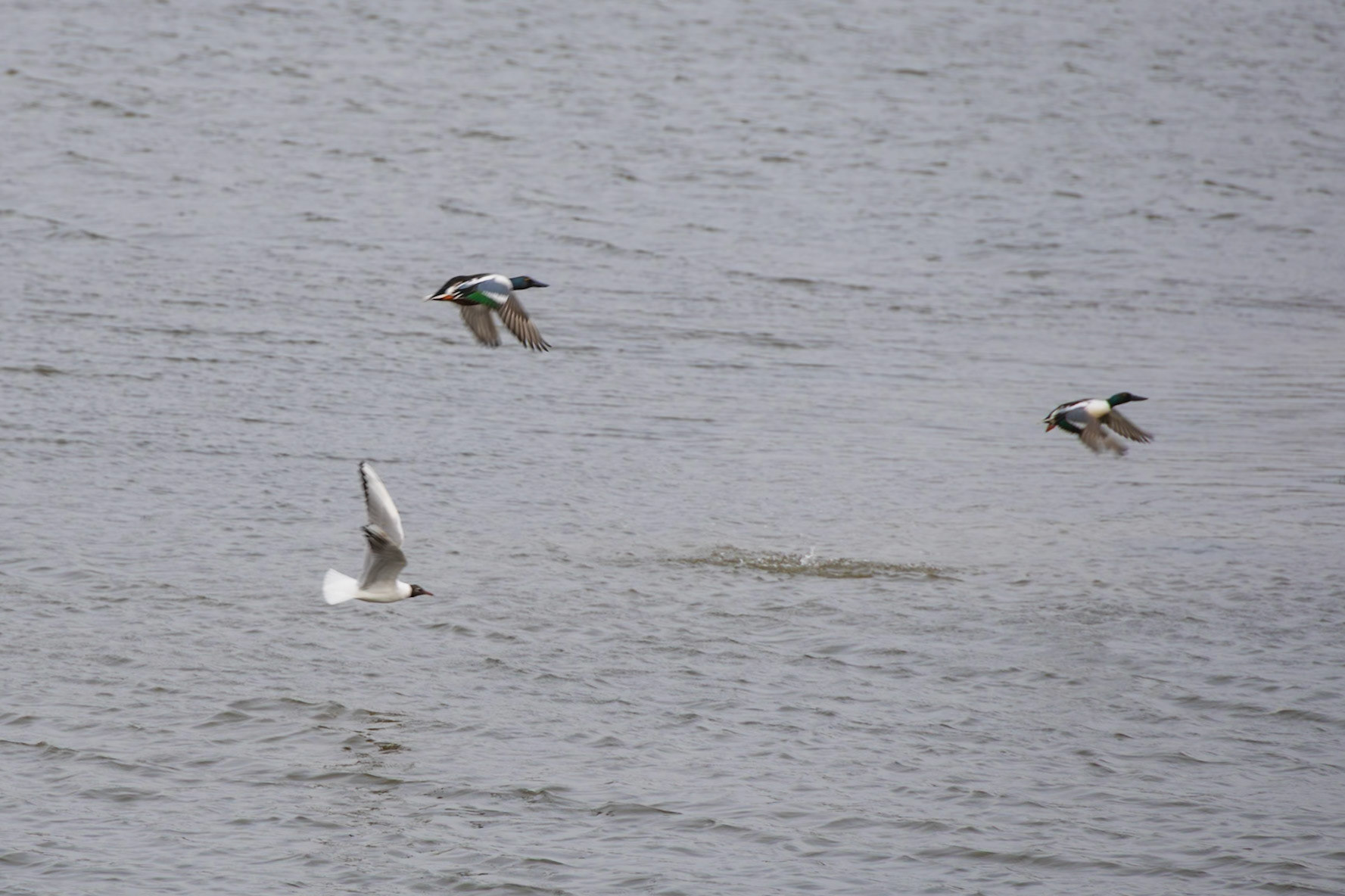 Shoveller in flight with a Black Headed Gull