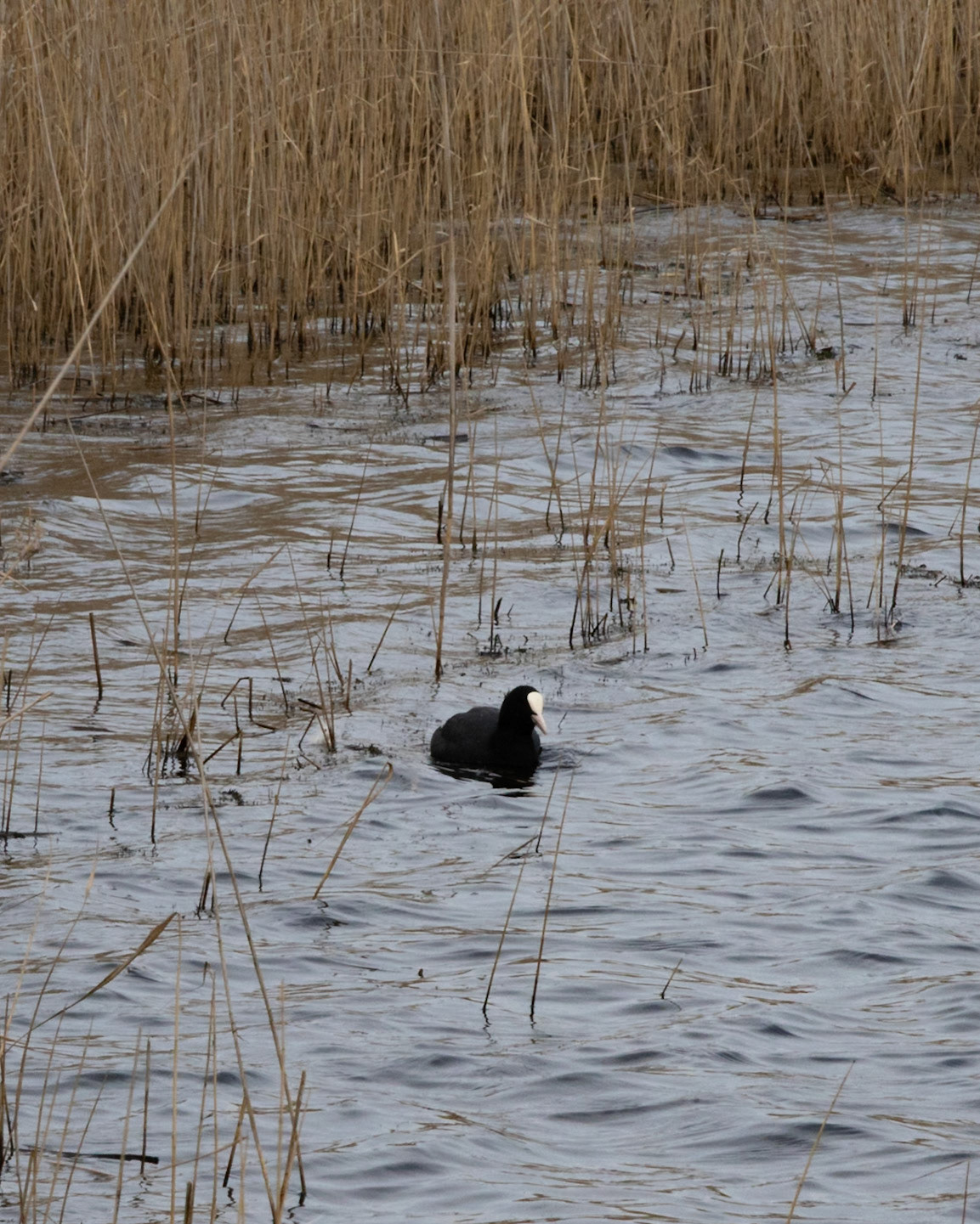 Coot