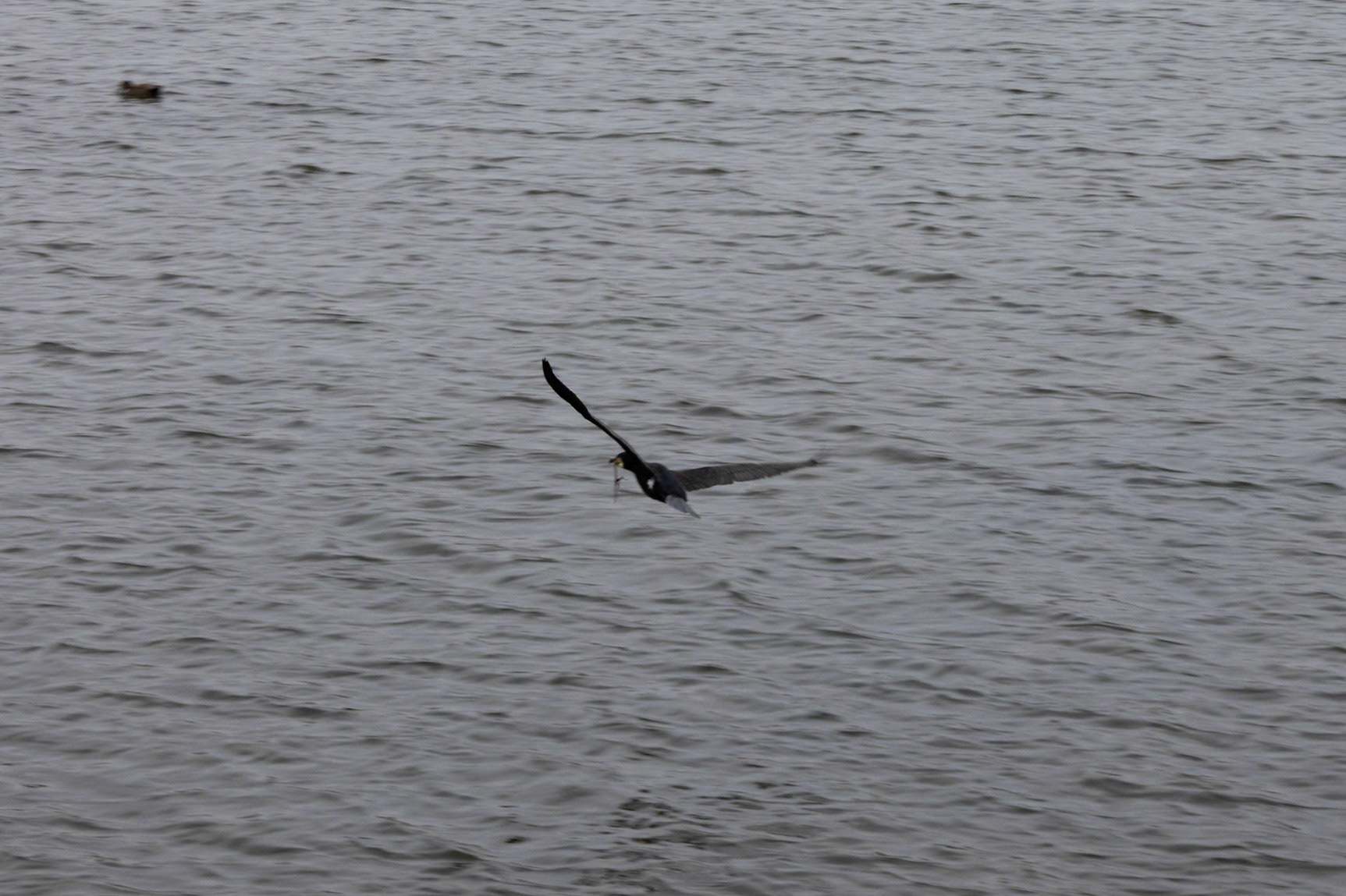 Cormorant with nesting material