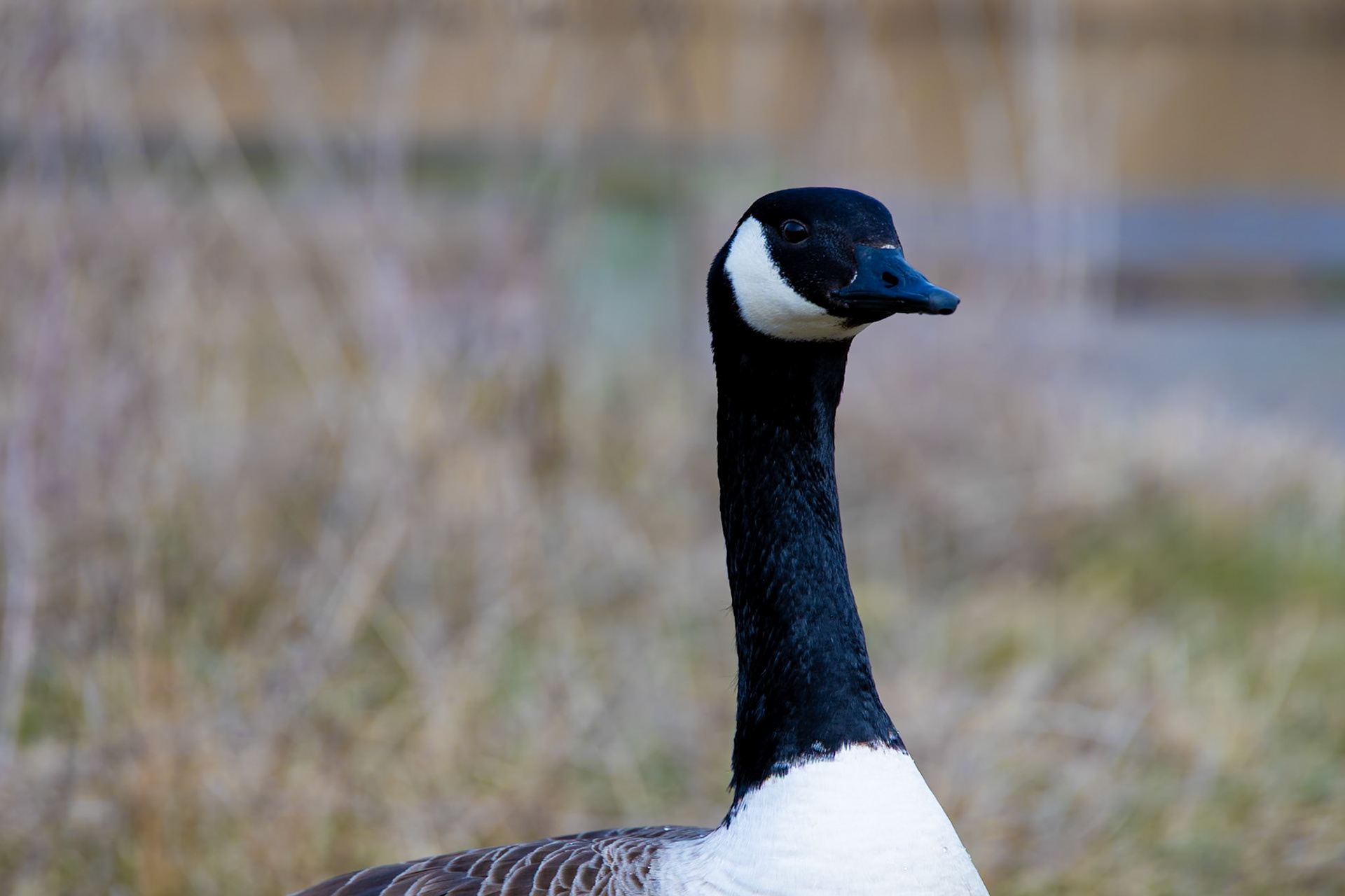 Canada Goose