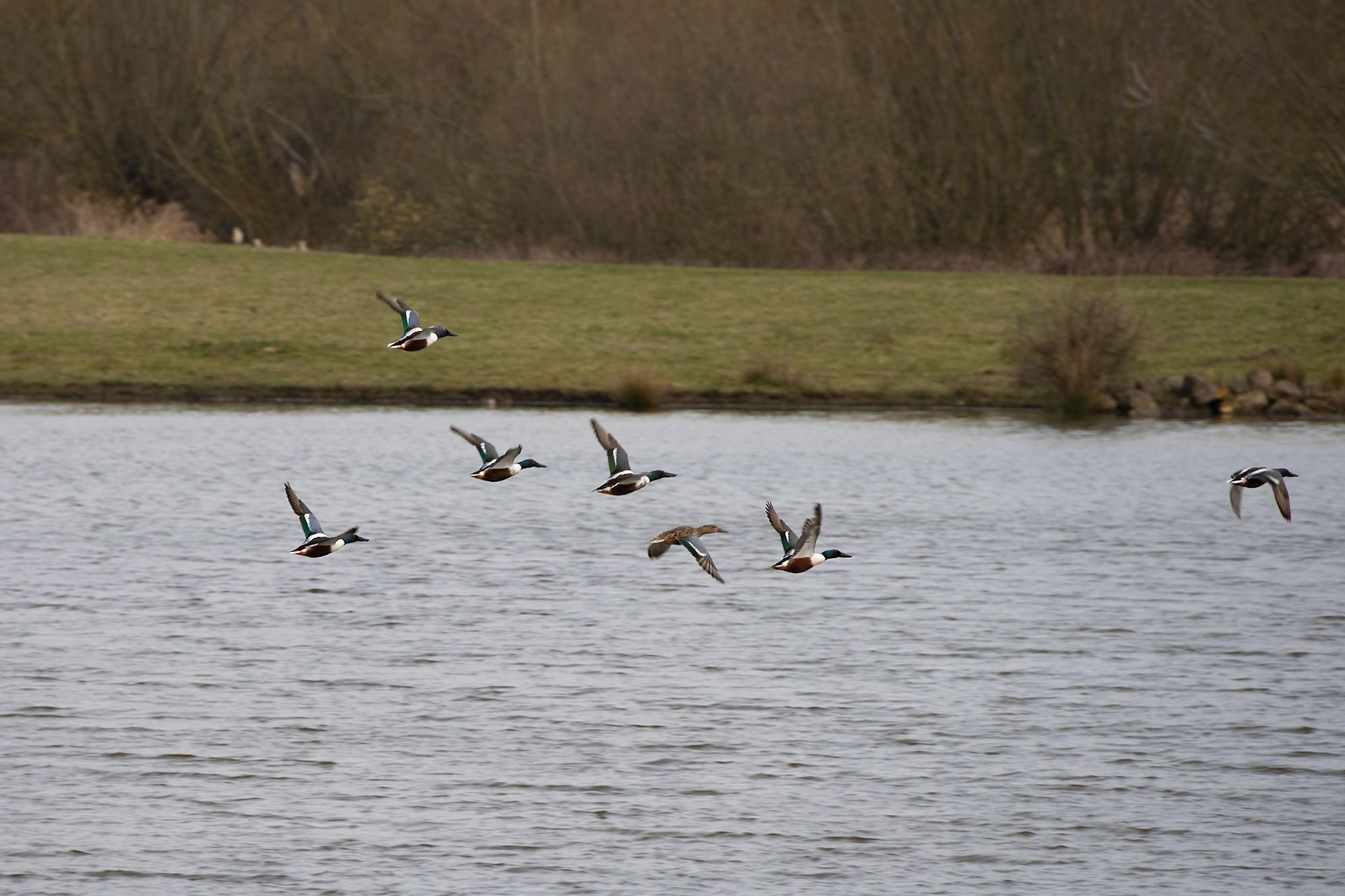 Shoveller in flight