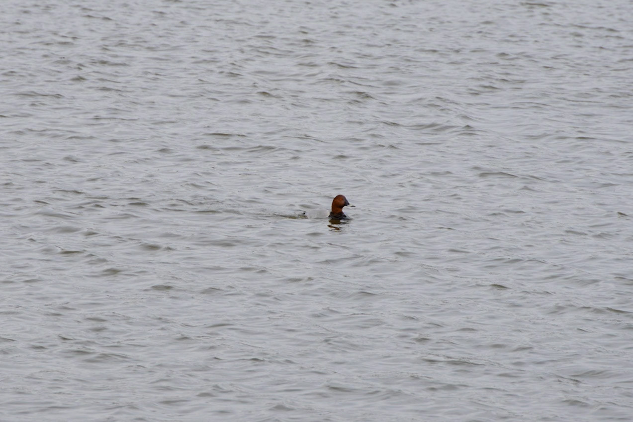 Pochard
