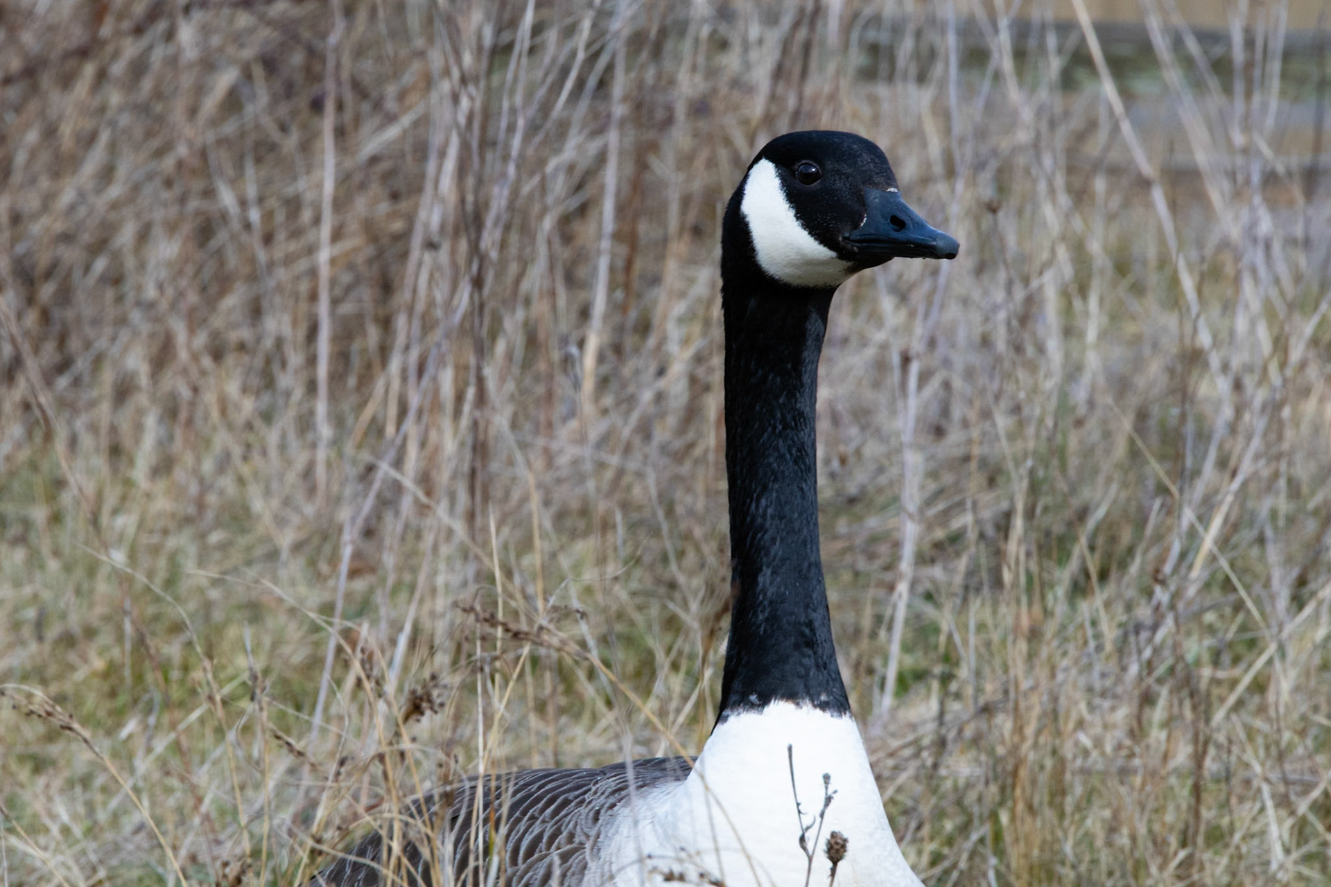 Canada Goose