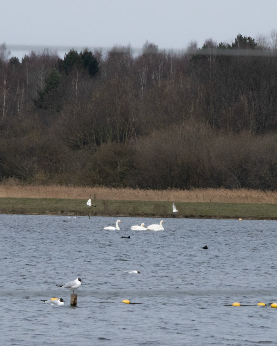 Whooper Swan