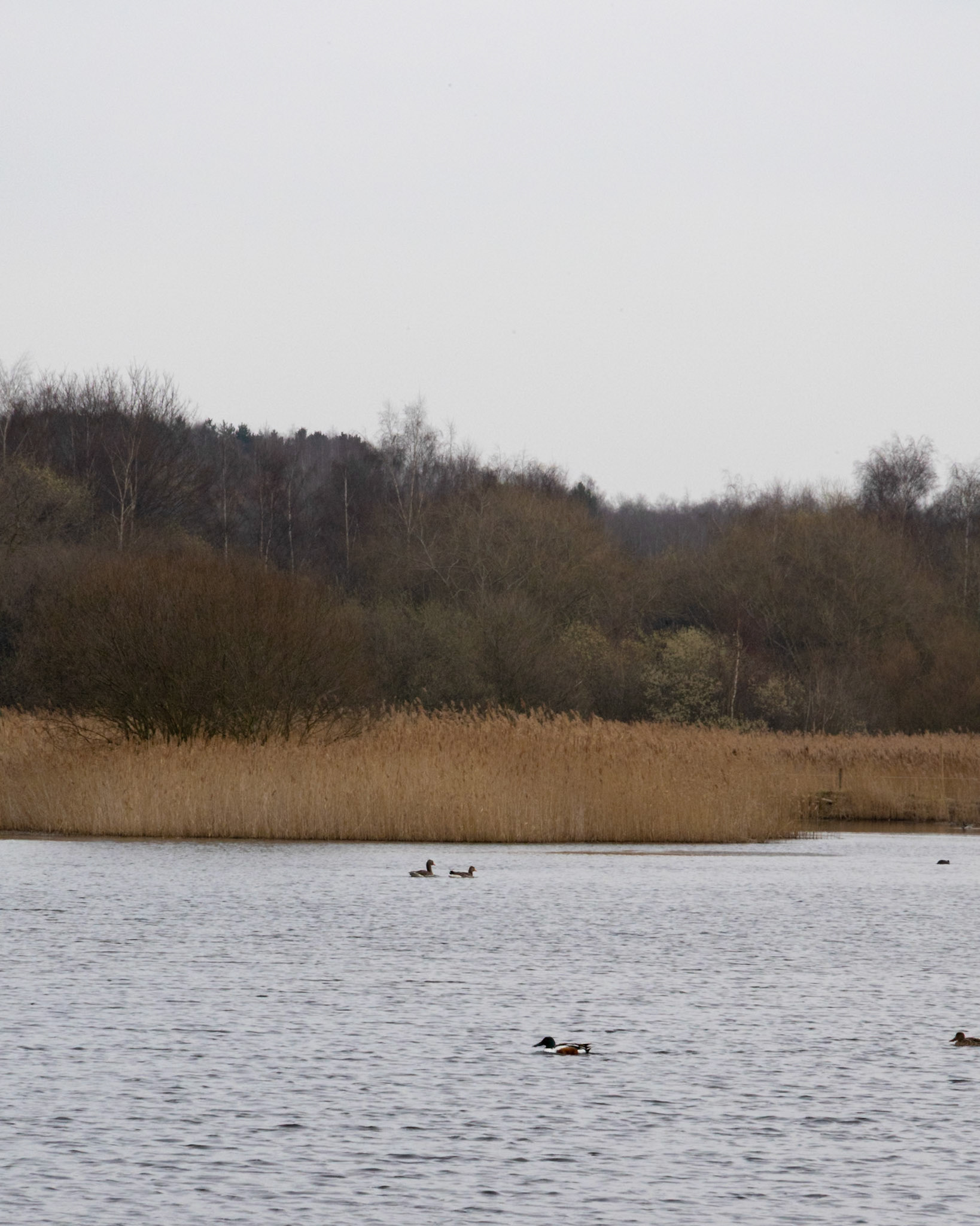 Shoveller bobbing along