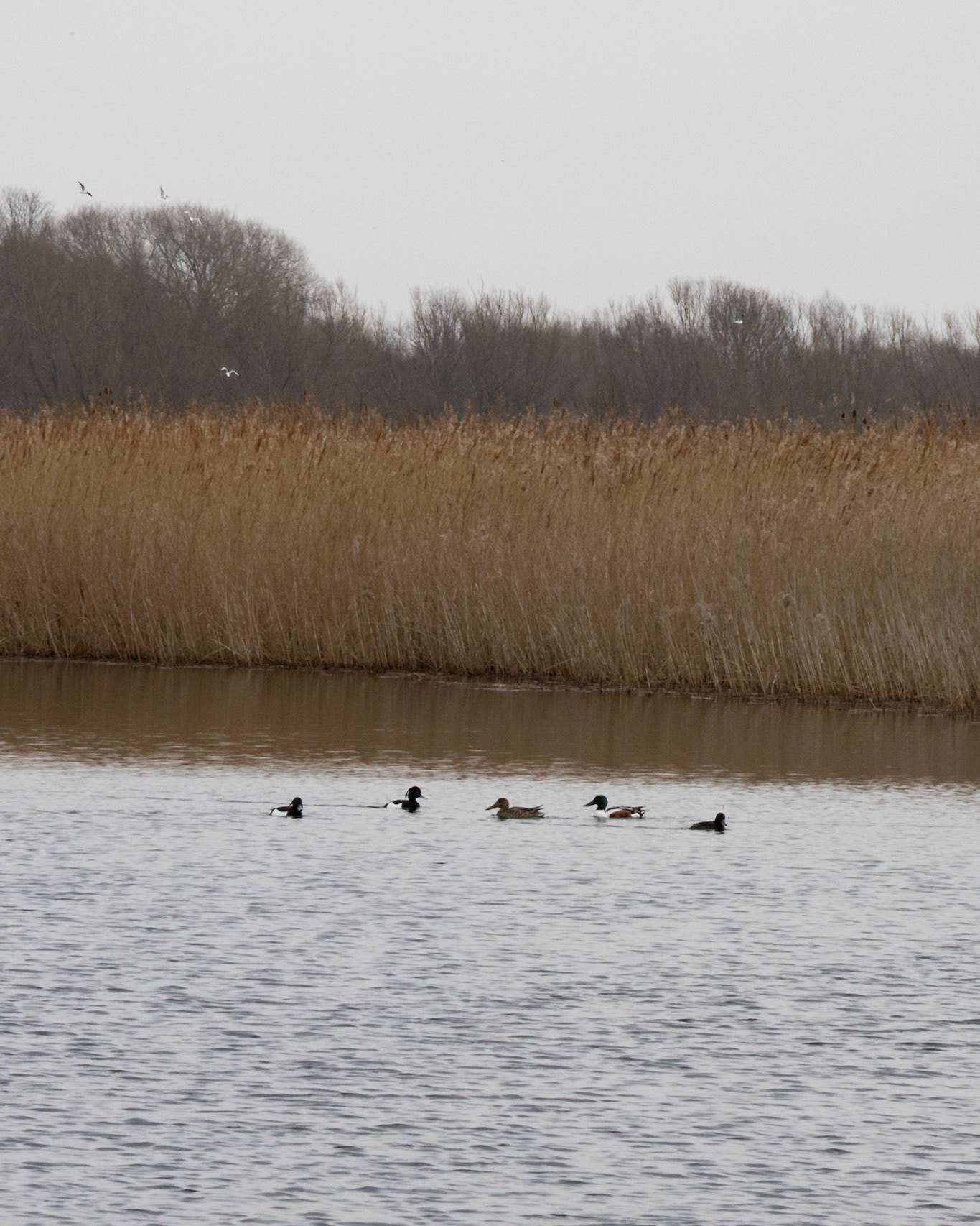 Shoveller on the water