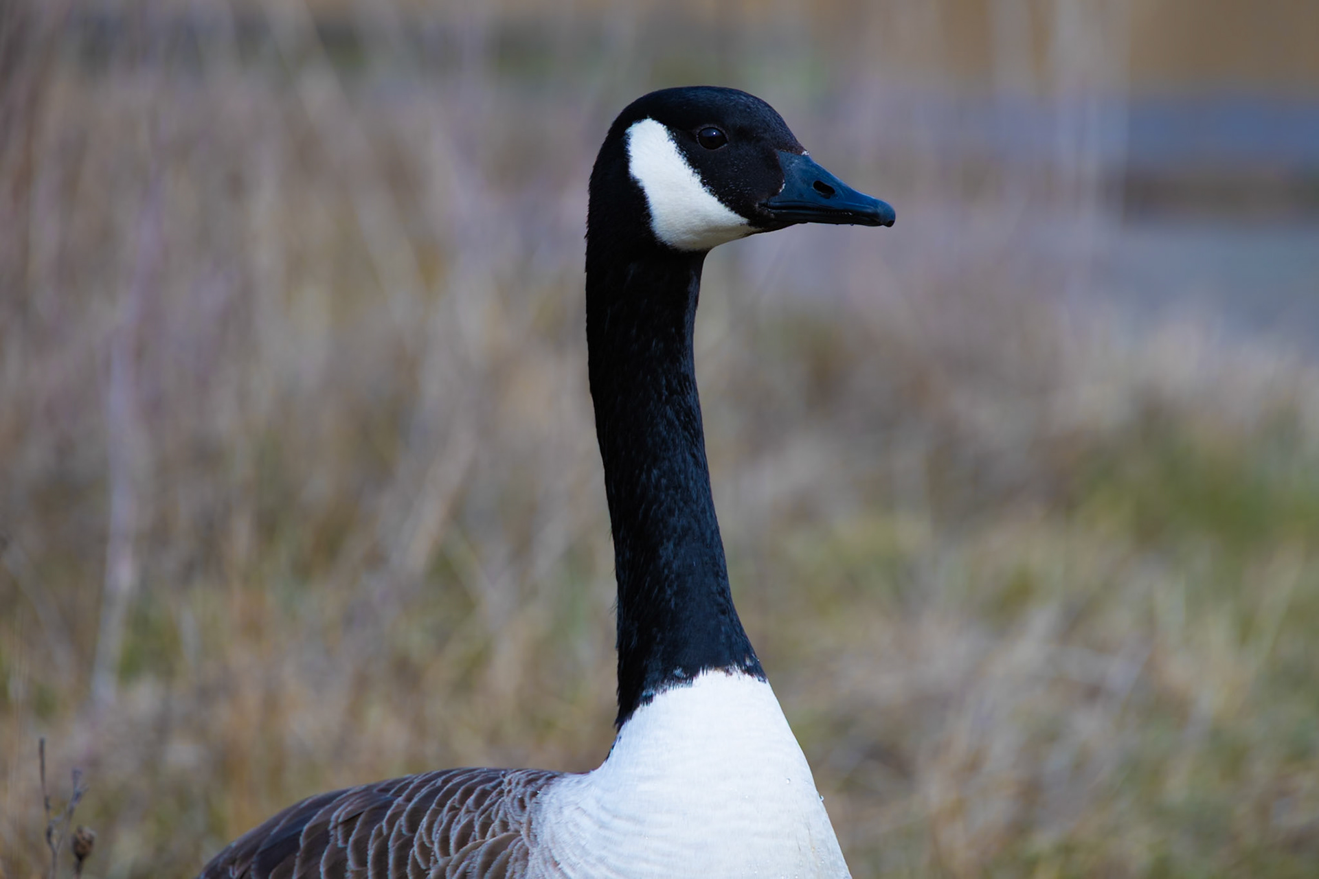 Canada Goose