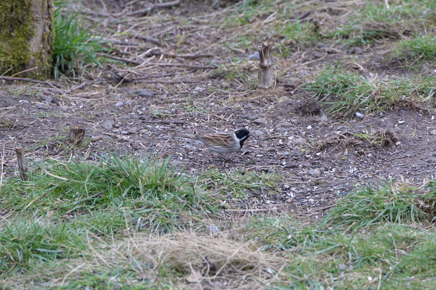 Reed Bunting on the ground