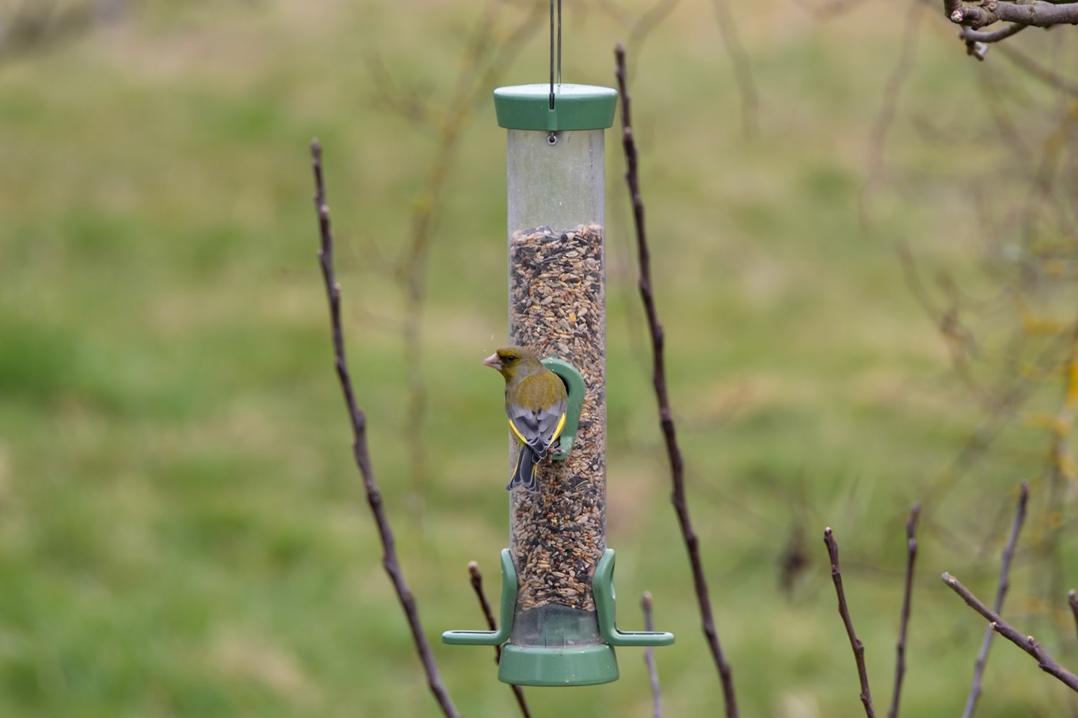Greenfinch on a feeder