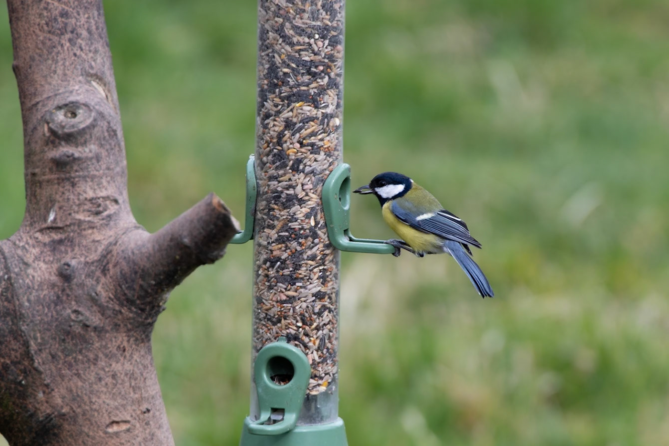 Great Tit