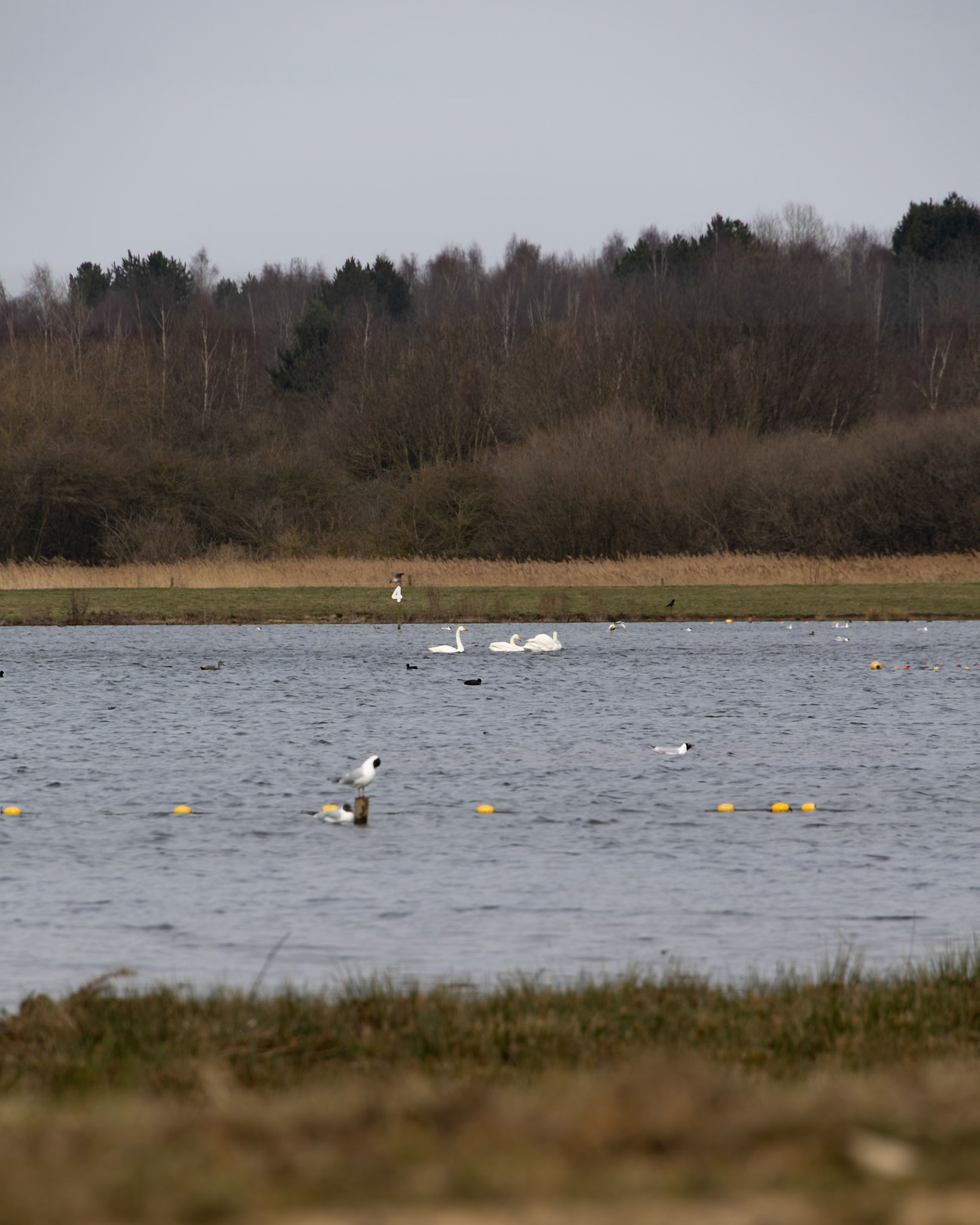 Whooper Swan in the distance
