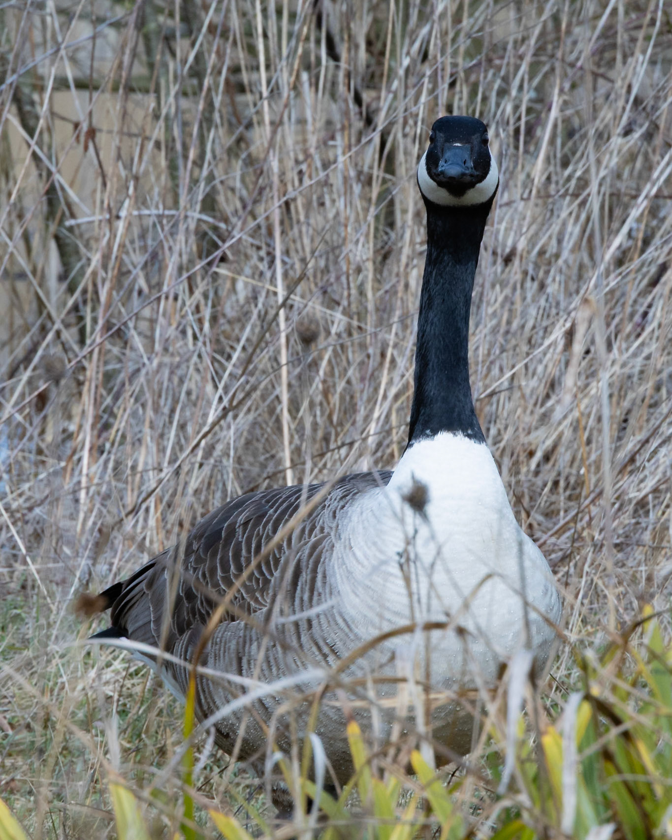 Canada Goose