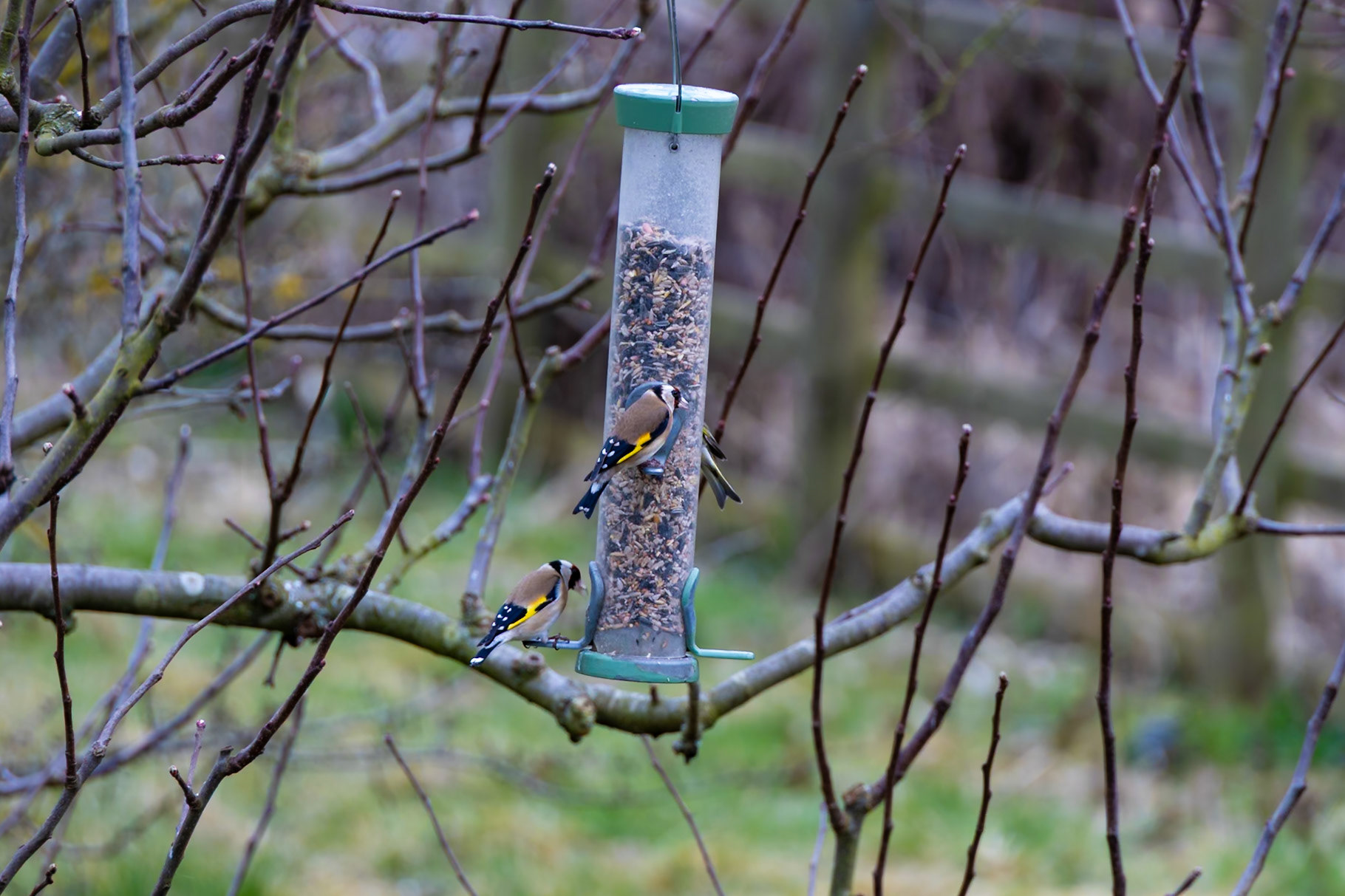 Goldfinch on the feeder